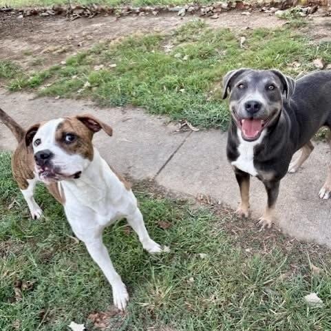 Bentley — thumbnail 2