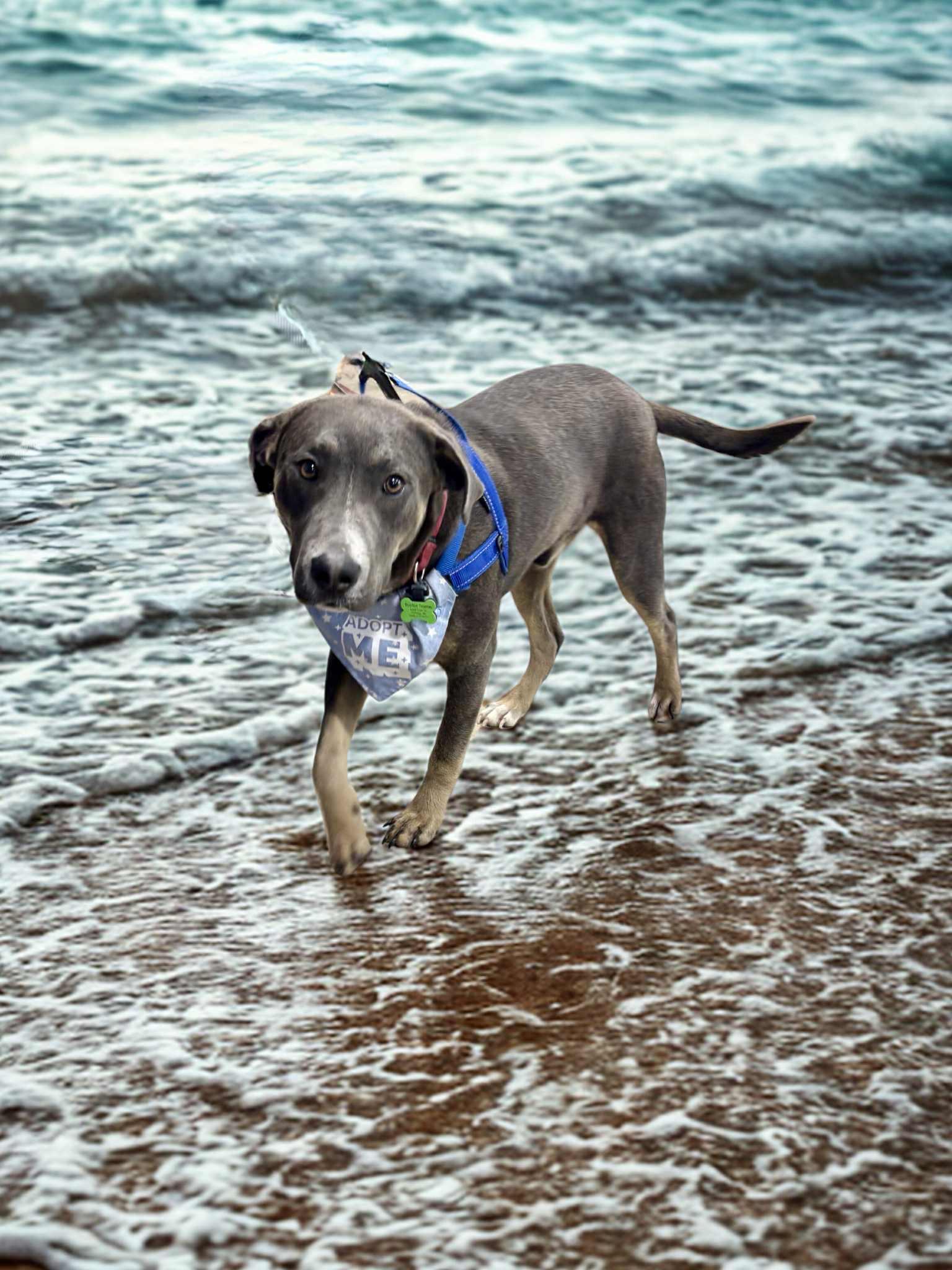 Bentley — thumbnail 3