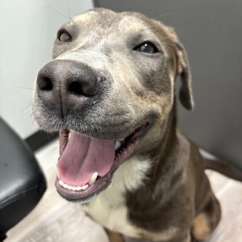 Bentley — thumbnail 4