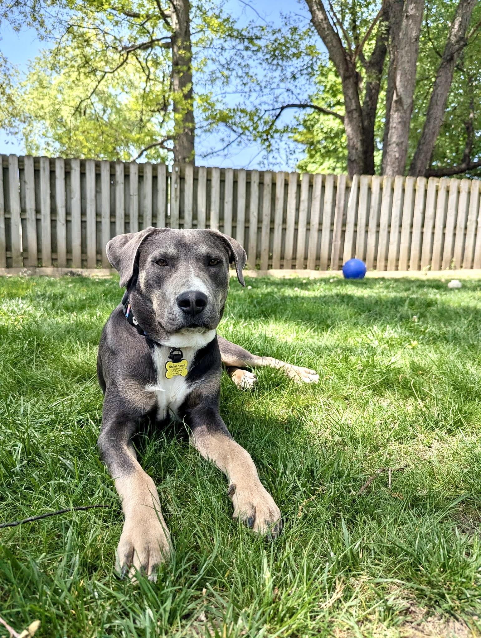 Bentley — thumbnail 5