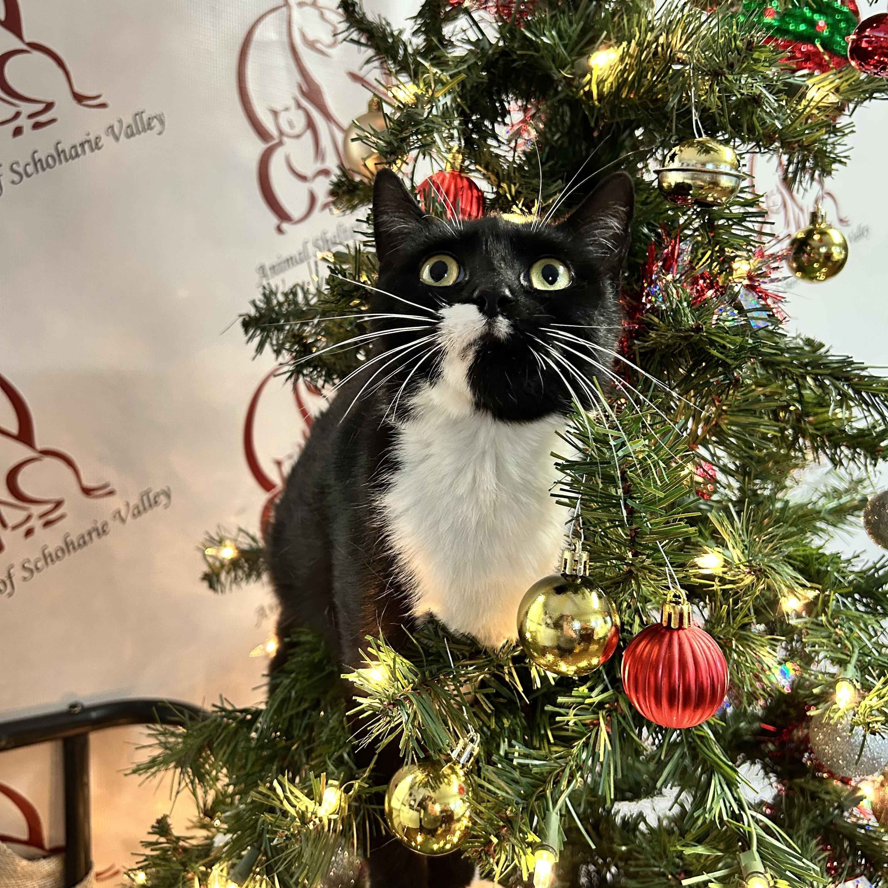 Enlarge Ranch, a Adoptable Domestic Short Hair in Howes Cave, NY image 1/3