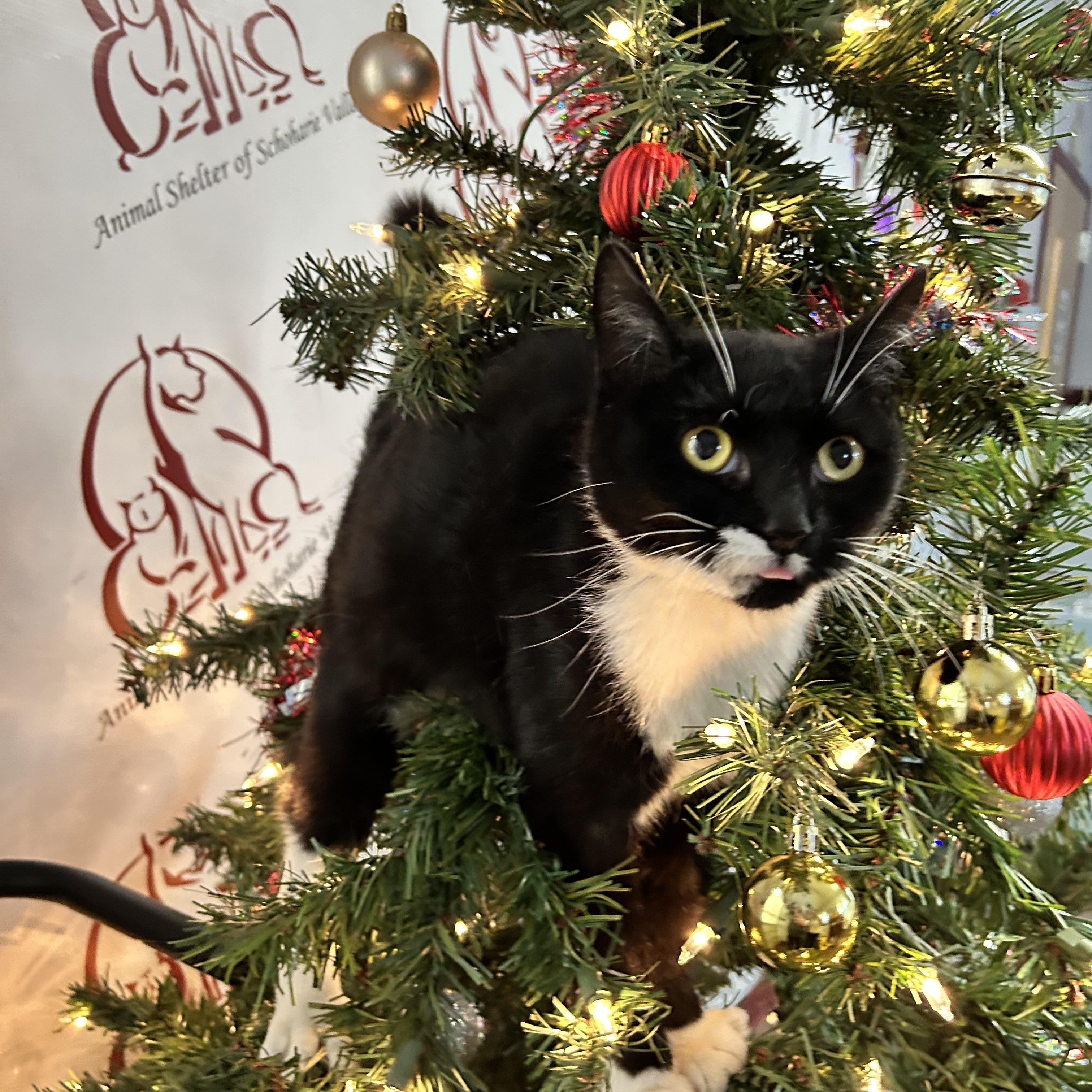 Enlarge Ranch, a Adoptable Domestic Short Hair in Howes Cave, NY image 2/3