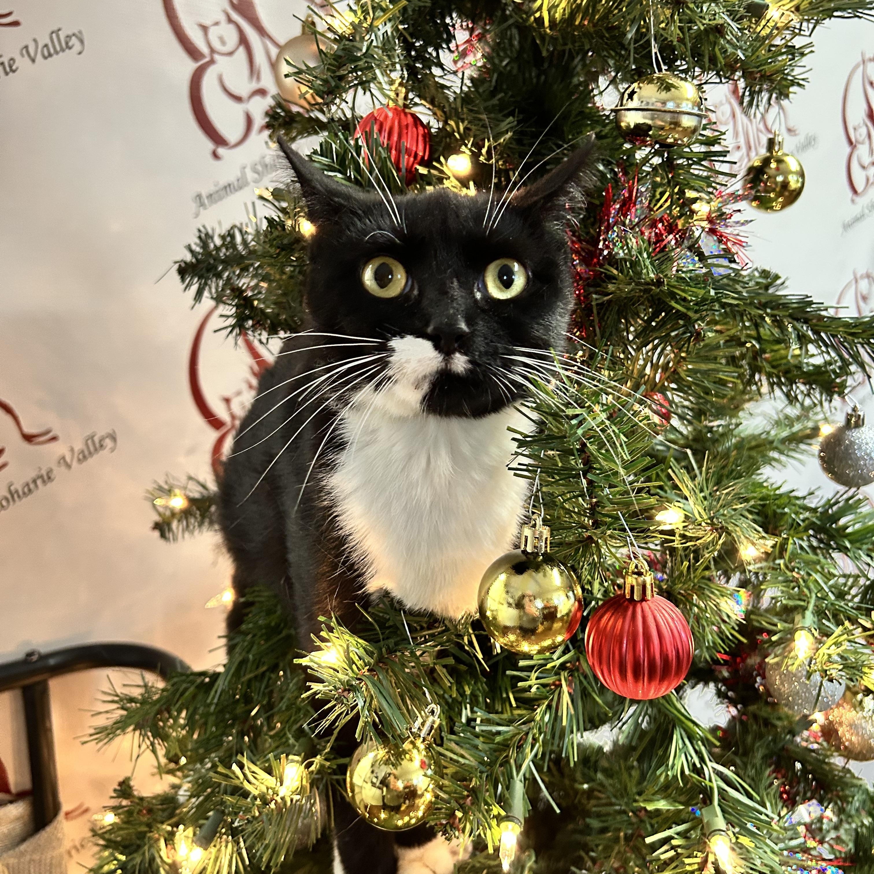 Enlarge Ranch, a Adoptable Domestic Short Hair in Howes Cave, NY image 3/3