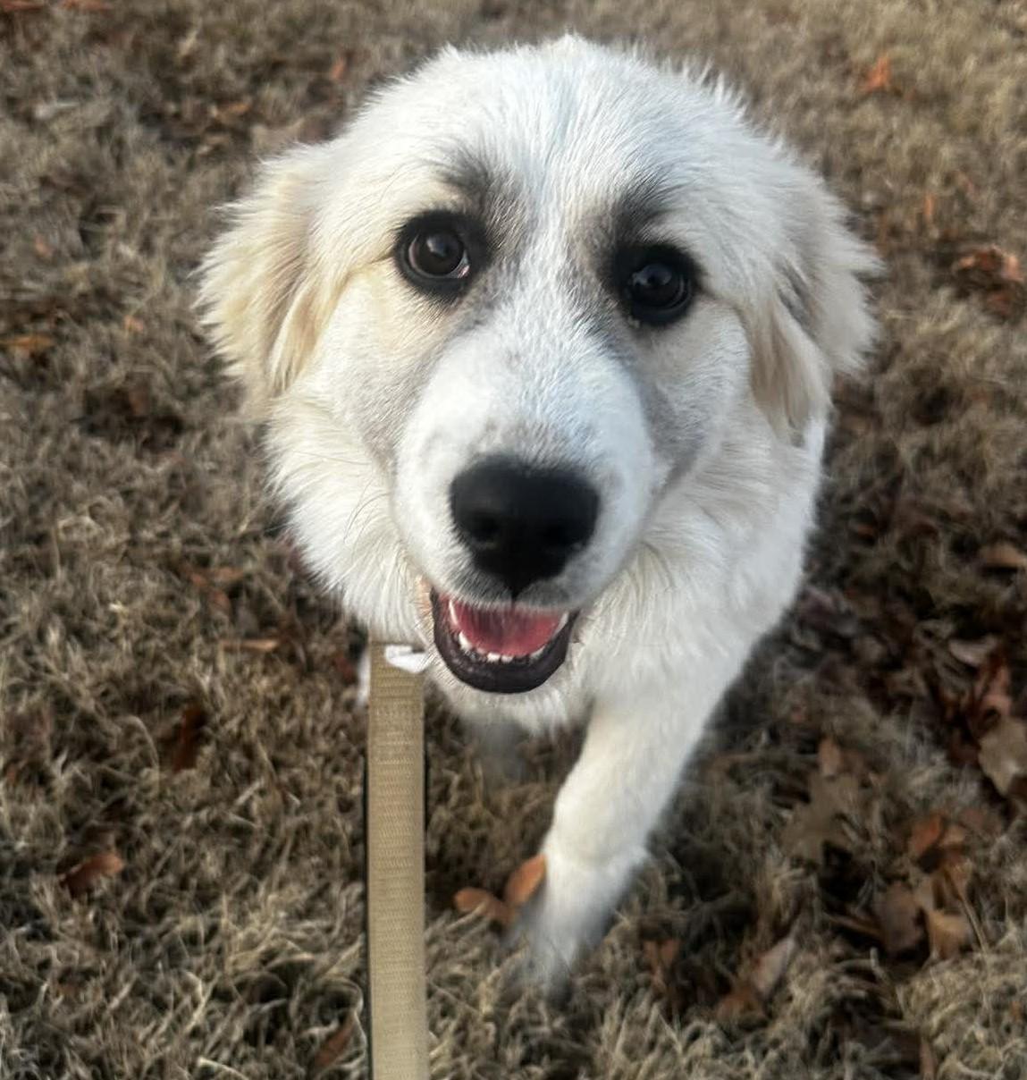 Enlarge Lucibelle , an adopted mixed breed in Kiowa, OK image 1/6