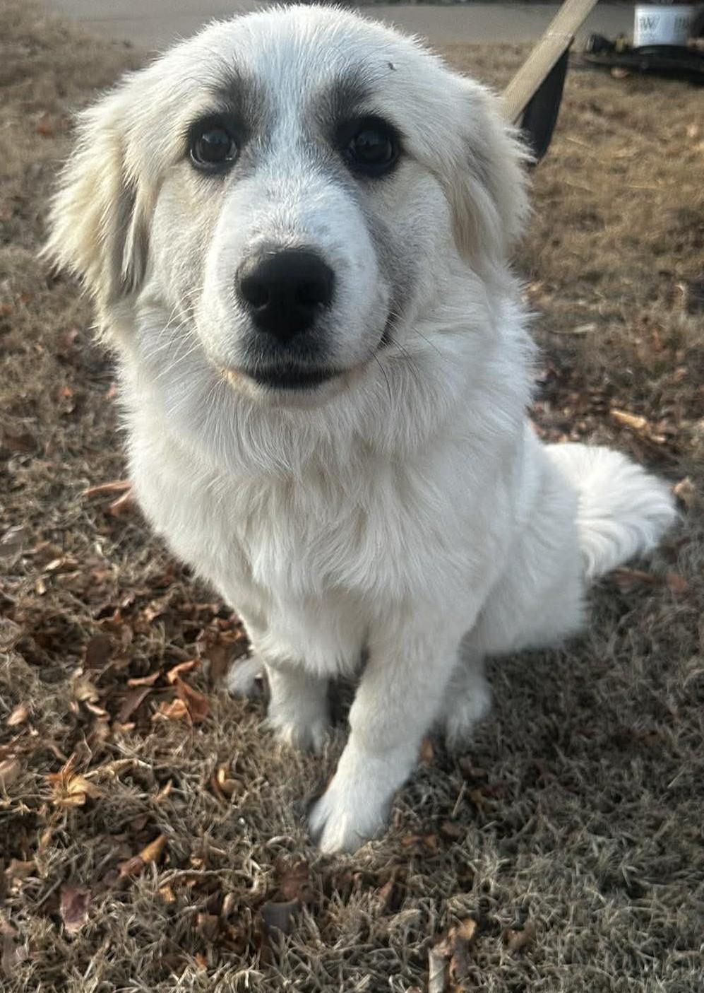 Enlarge Lucibelle , an adopted mixed breed in Kiowa, OK image 2/6