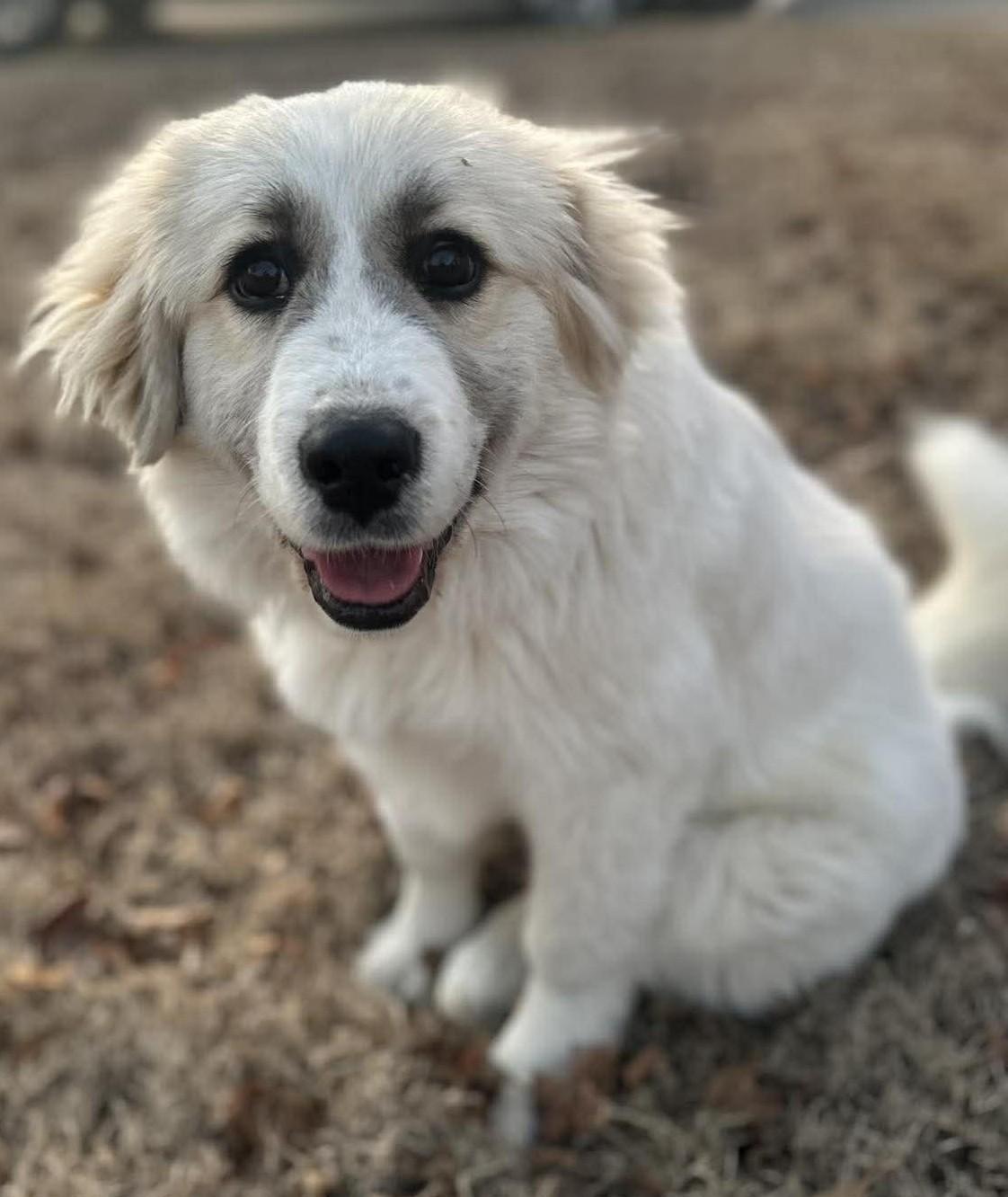 Enlarge Lucibelle , an adopted mixed breed in Kiowa, OK image 4/6
