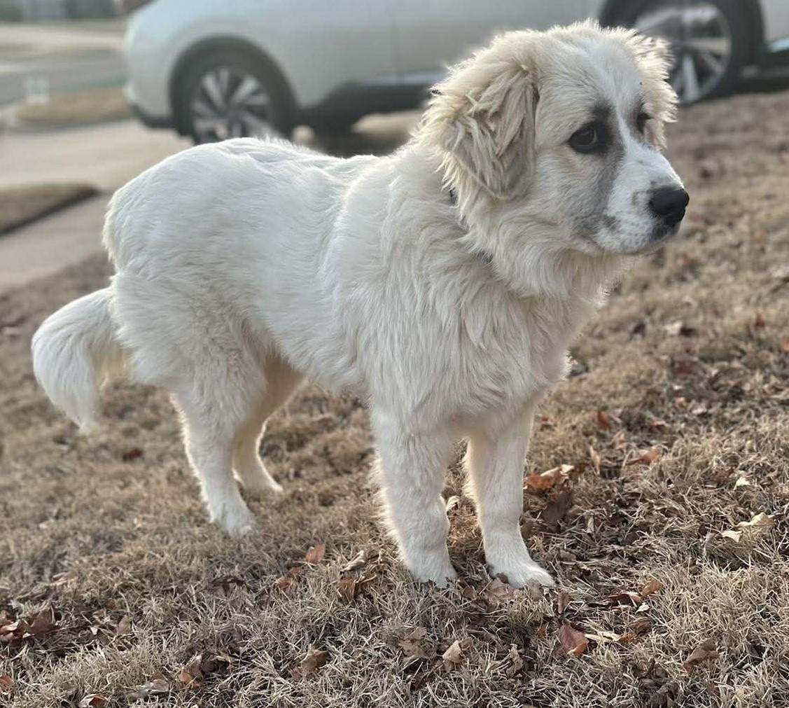Enlarge Lucibelle , an adopted mixed breed in Kiowa, OK image 6/6