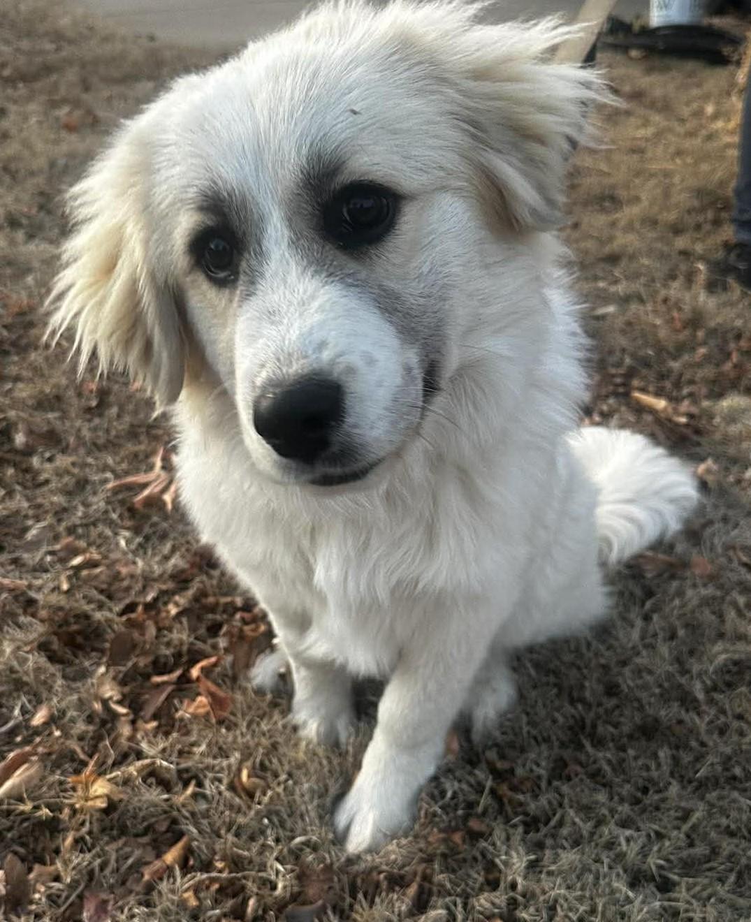 Enlarge Lucibelle , an adopted mixed breed in Kiowa, OK image 3/6