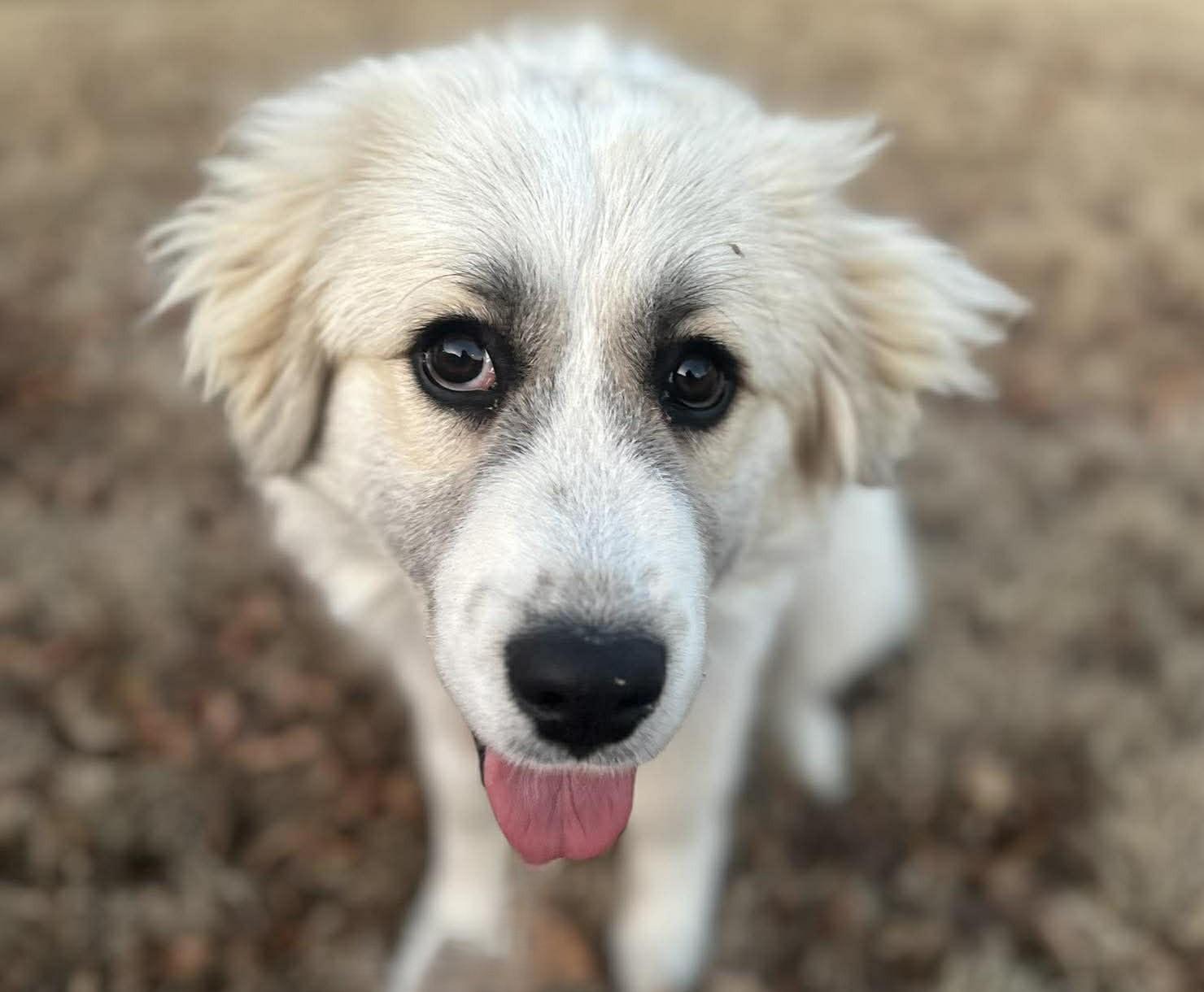 Enlarge Lucibelle , an adopted mixed breed in Kiowa, OK image 5/6