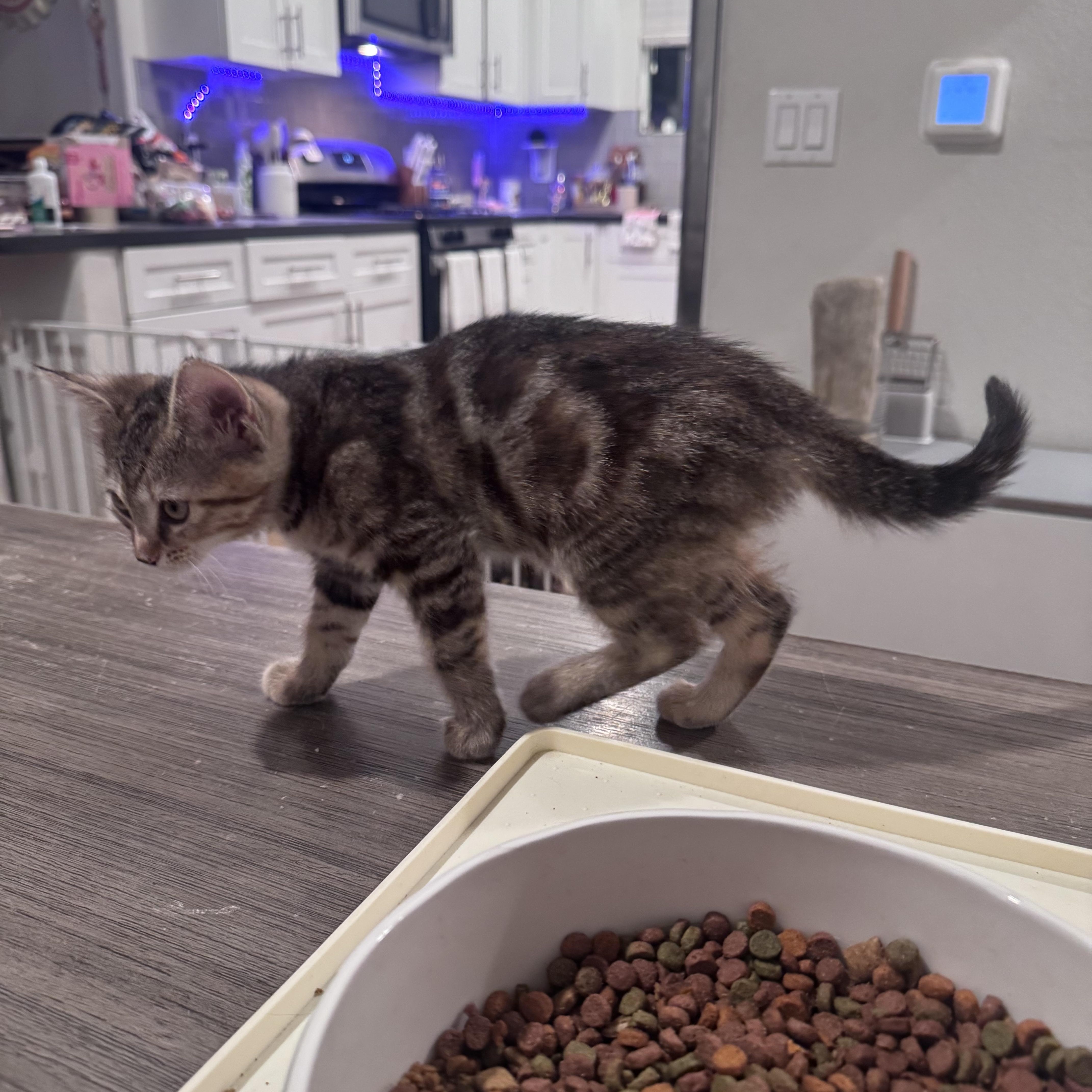 Enlarge Alice, a ADOPTABLE Domestic Medium Hair in San Diego, CA image 3/4