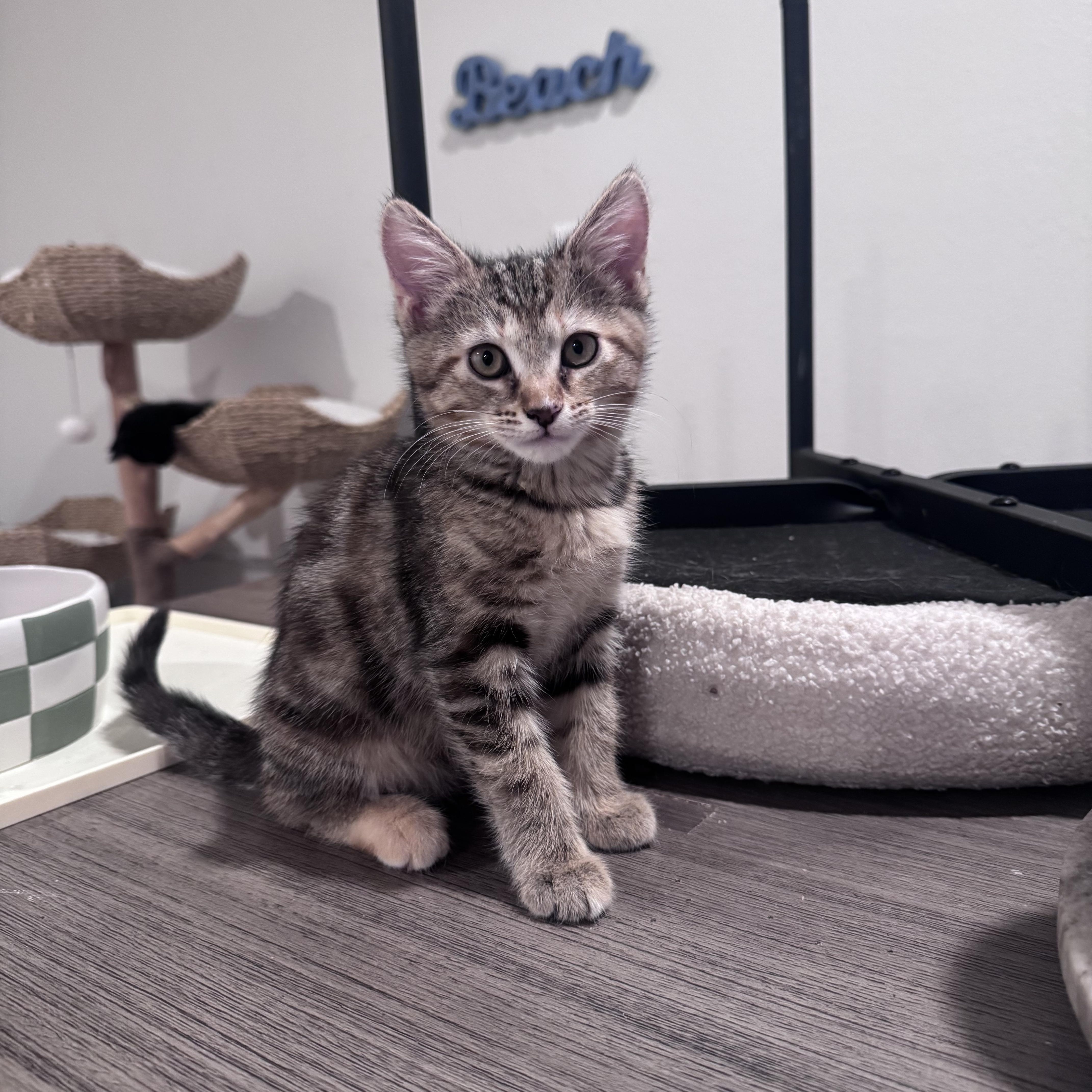 Enlarge Alice, an adoptable Domestic Medium Hair in San Diego, CA image 1/4