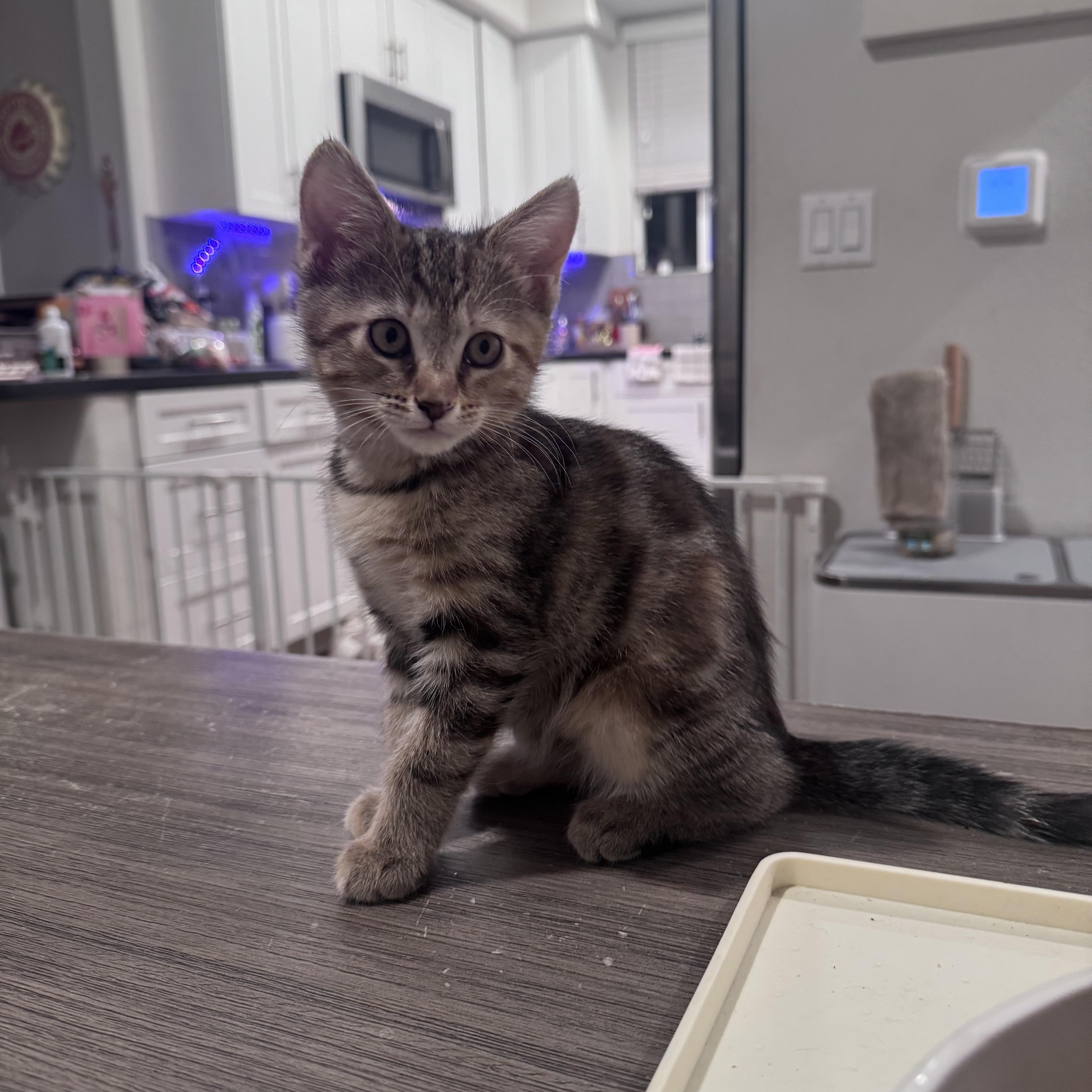 Enlarge Alice, a ADOPTABLE Domestic Medium Hair in San Diego, CA image 4/4
