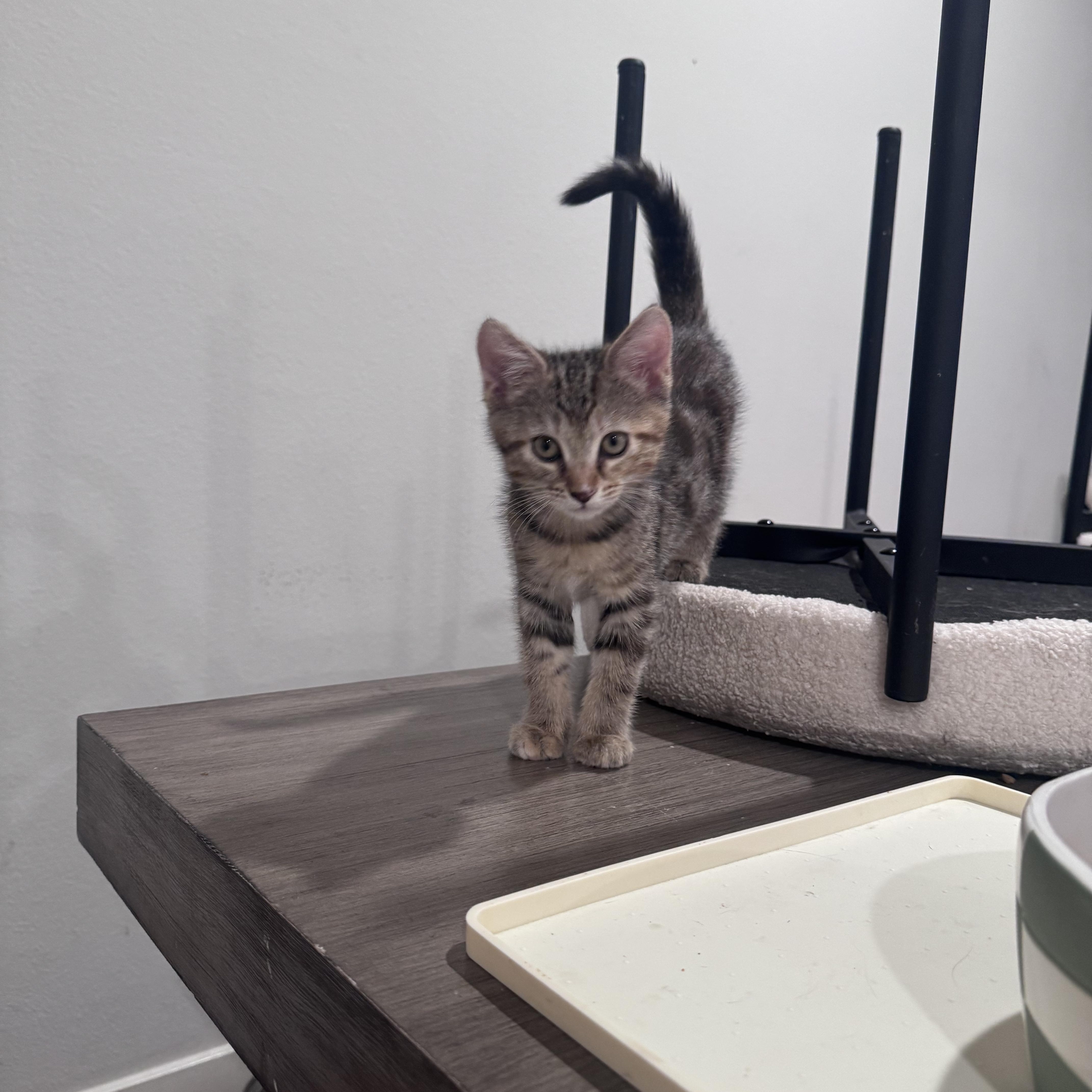 Enlarge Alice, a ADOPTABLE Domestic Medium Hair in San Diego, CA image 2/4
