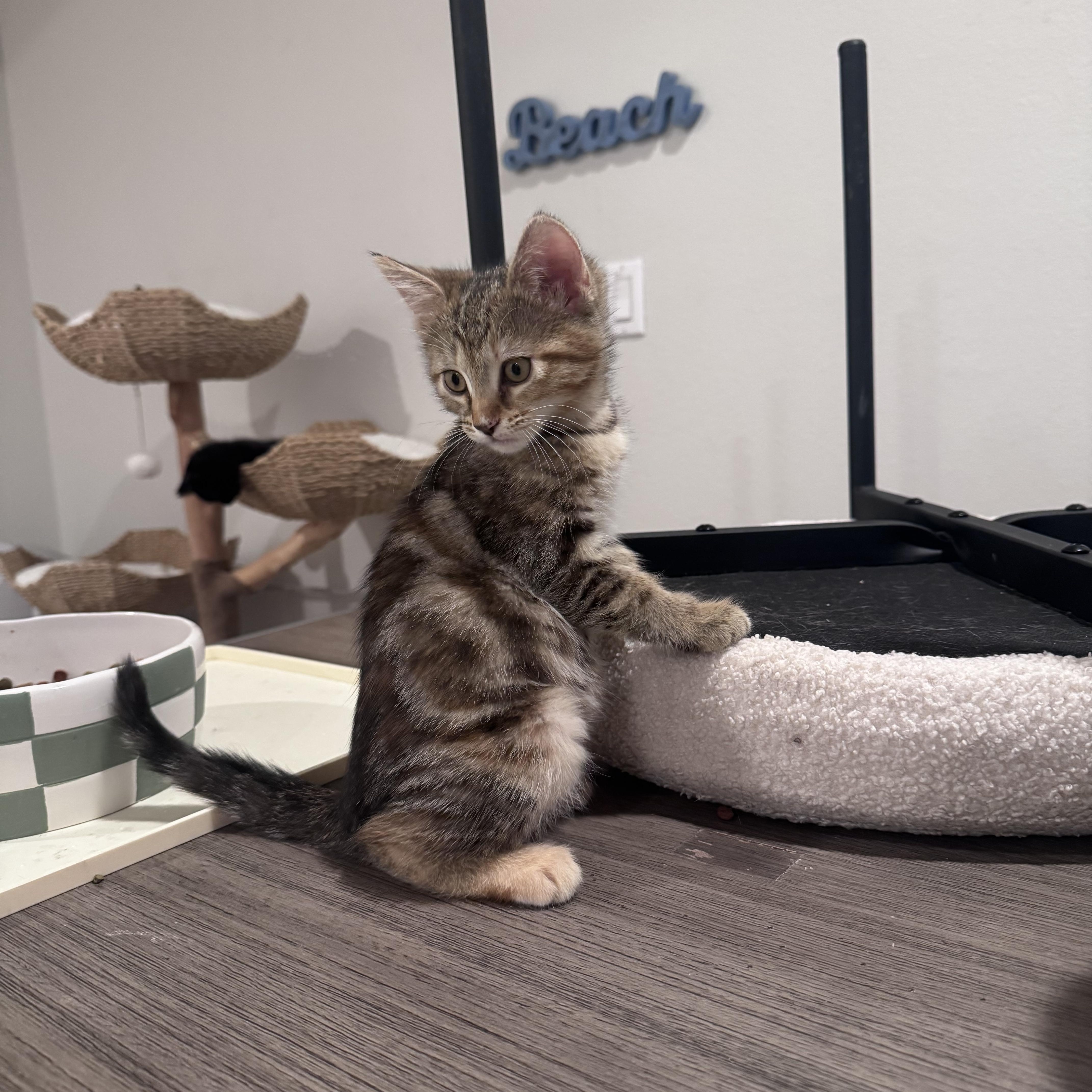 Enlarge Alice, a ADOPTABLE Domestic Medium Hair in San Diego, CA image 1/4