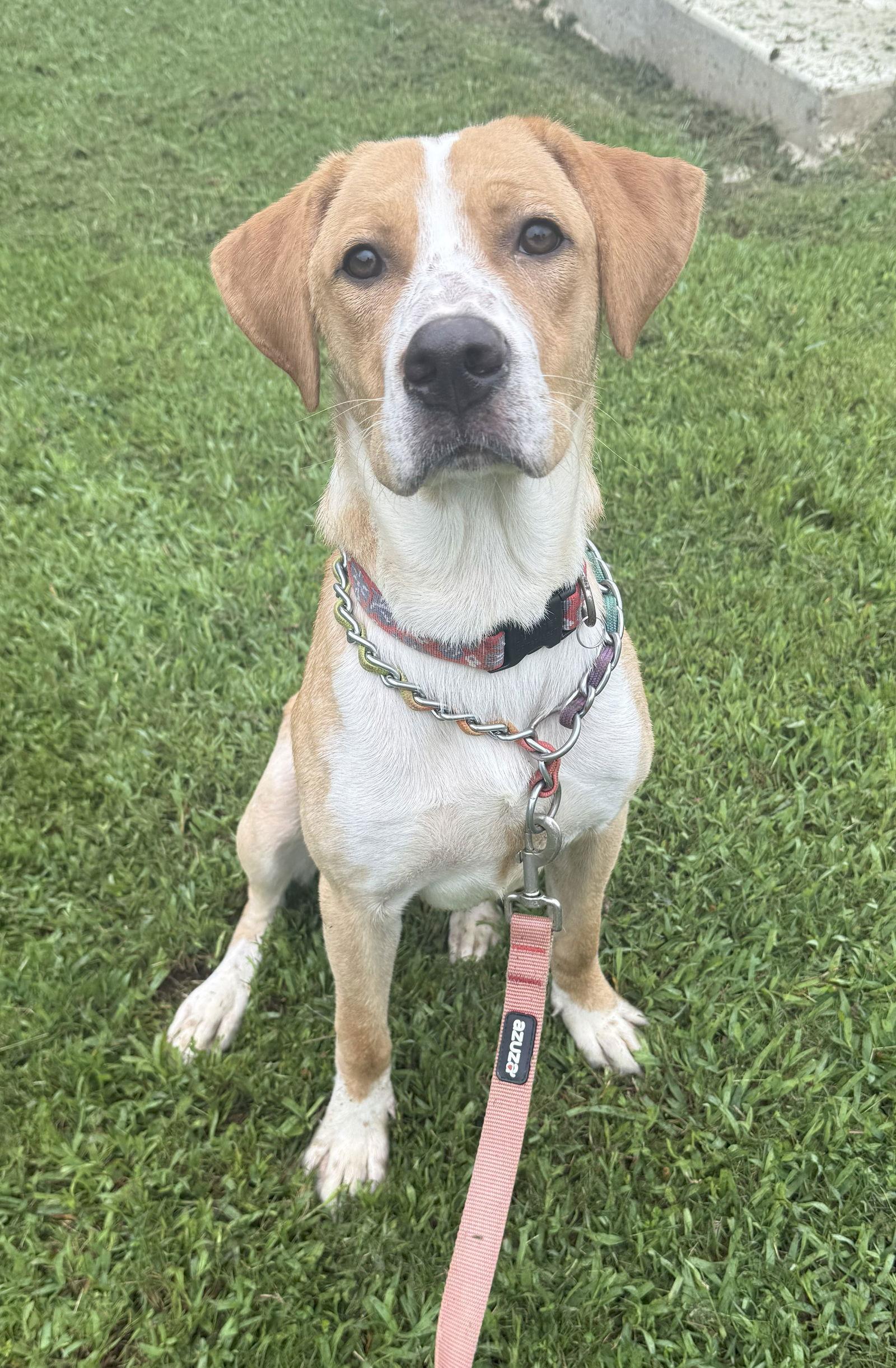 Hoss, Adoptable, Young Male Vizsla & Labrador Retriever.