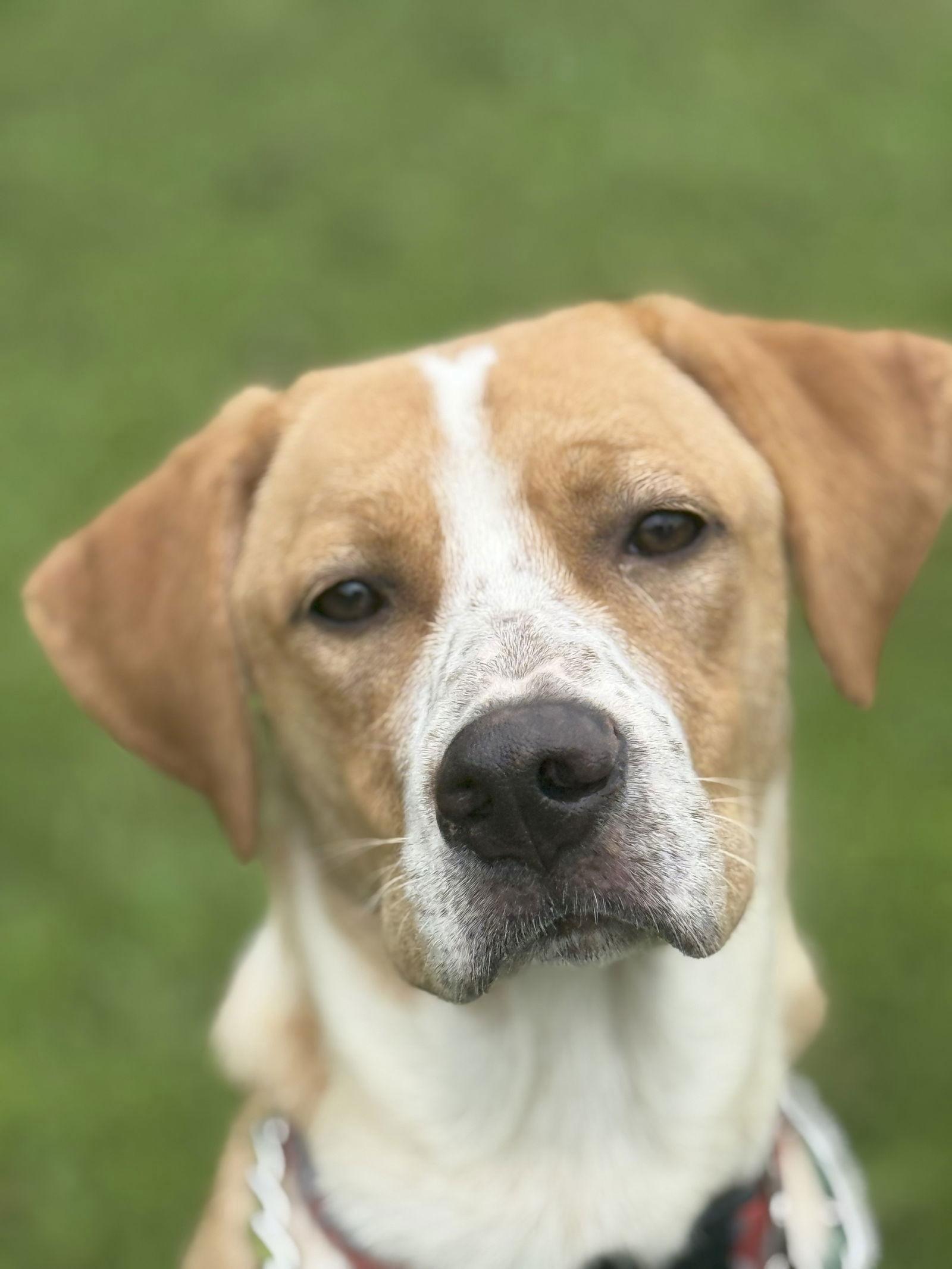 Hoss, a Adoptable mixed breed in Attalla, AL image 3/3