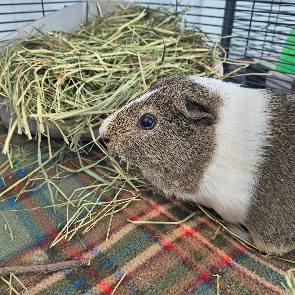 Klaus, Adoptable, Adult Male Guinea Pig.