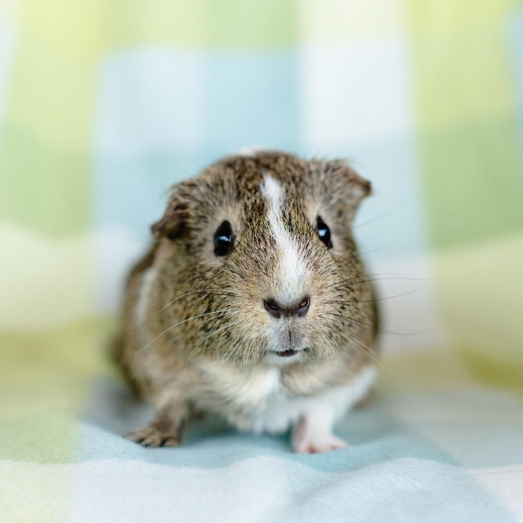 Enlarge Klaus, a Adoptable Guinea Pig in Warwick, RI image 2/2