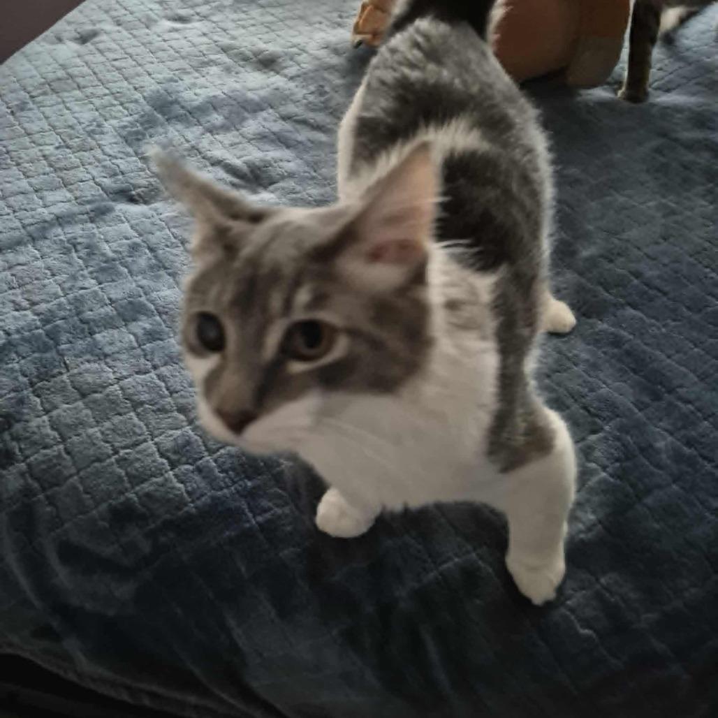 Enlarge Mikey, a Adoptable Domestic Medium Hair in Jacksonville, OR image 2/4