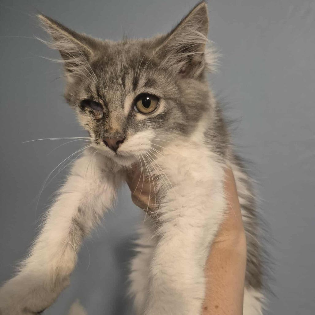 Enlarge Mikey, a Adoptable Domestic Medium Hair in Jacksonville, OR image 3/4