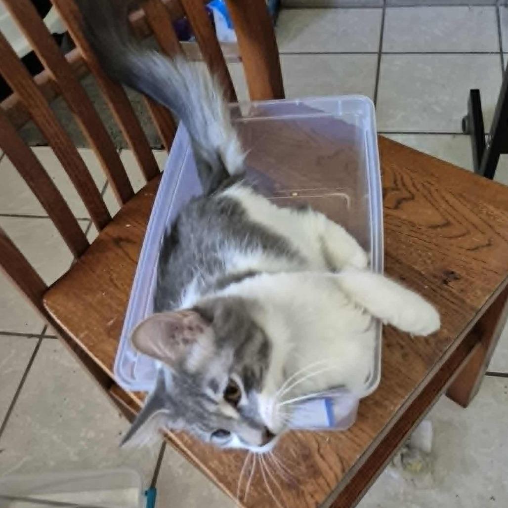 Enlarge Mikey, a Adoptable Domestic Medium Hair in Jacksonville, OR image 4/4