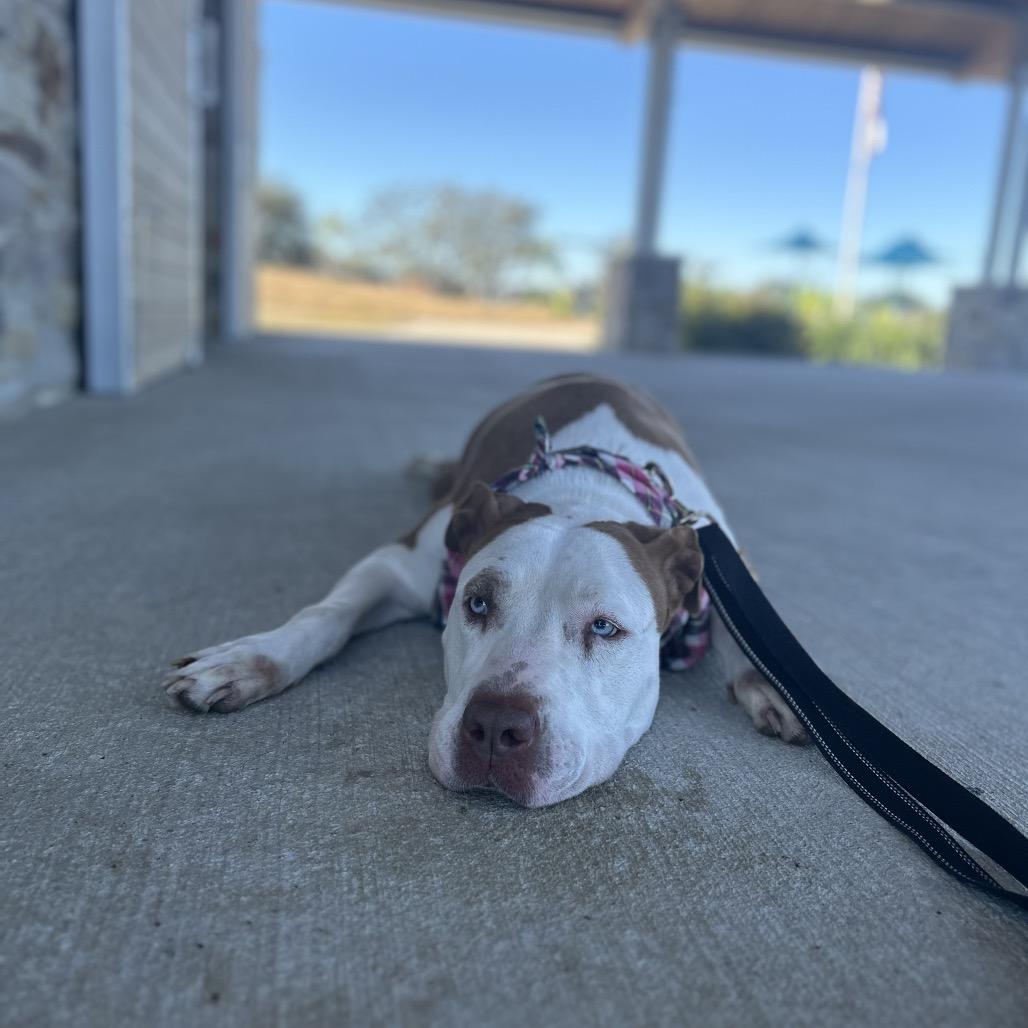 Hazlenut — thumbnail 2