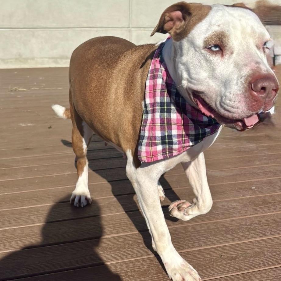 Hazlenut — thumbnail 4