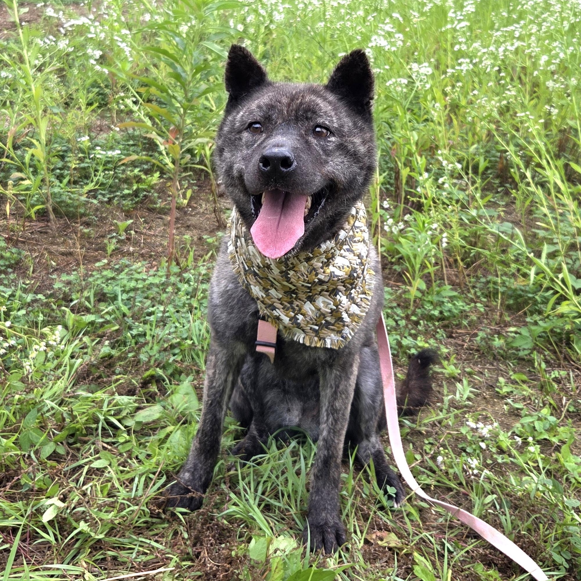 Enlarge Changhee, a Adoptable mixed breed in Duluth, GA image 1/5