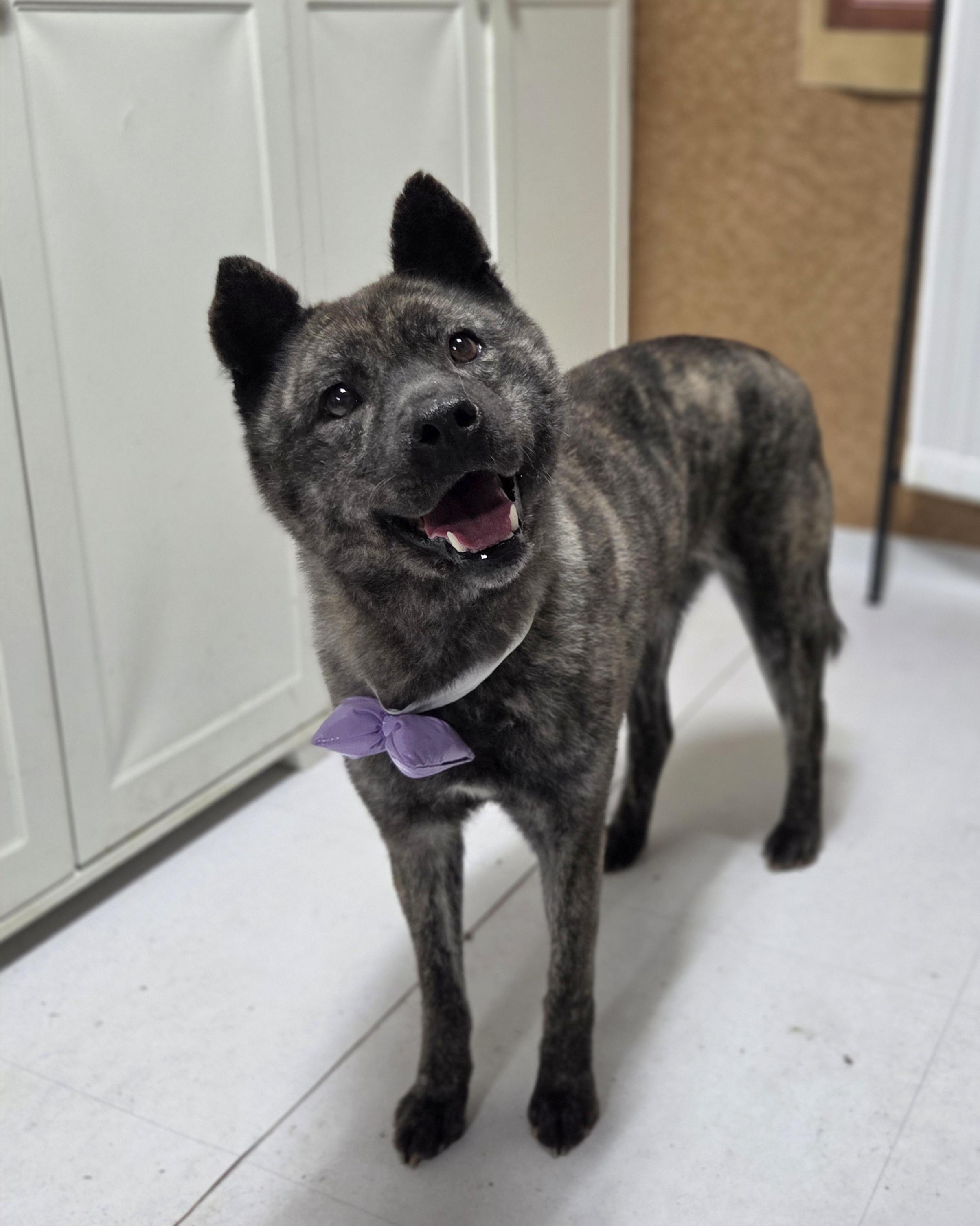 Enlarge Changhee, a Adoptable mixed breed in Duluth, GA image 2/5