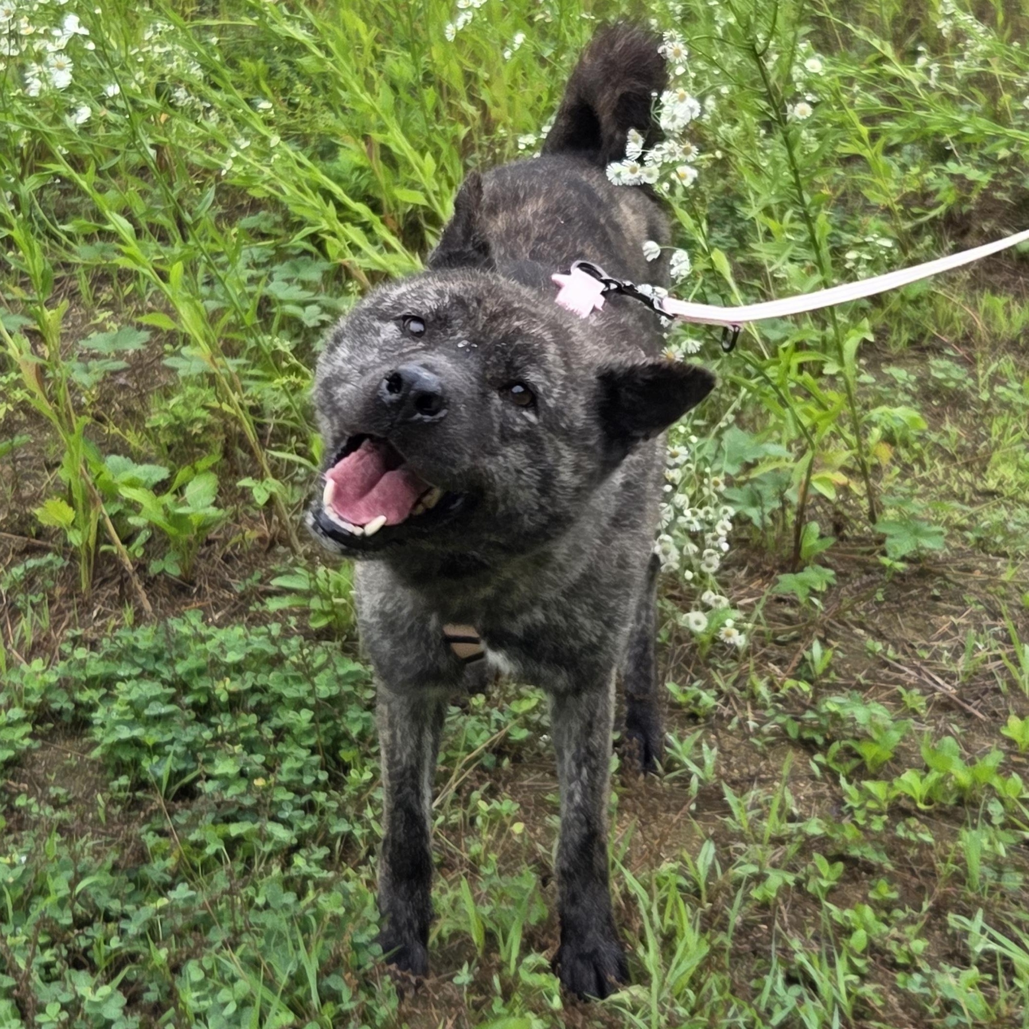 Enlarge Changhee, a Adoptable mixed breed in Duluth, GA image 3/5