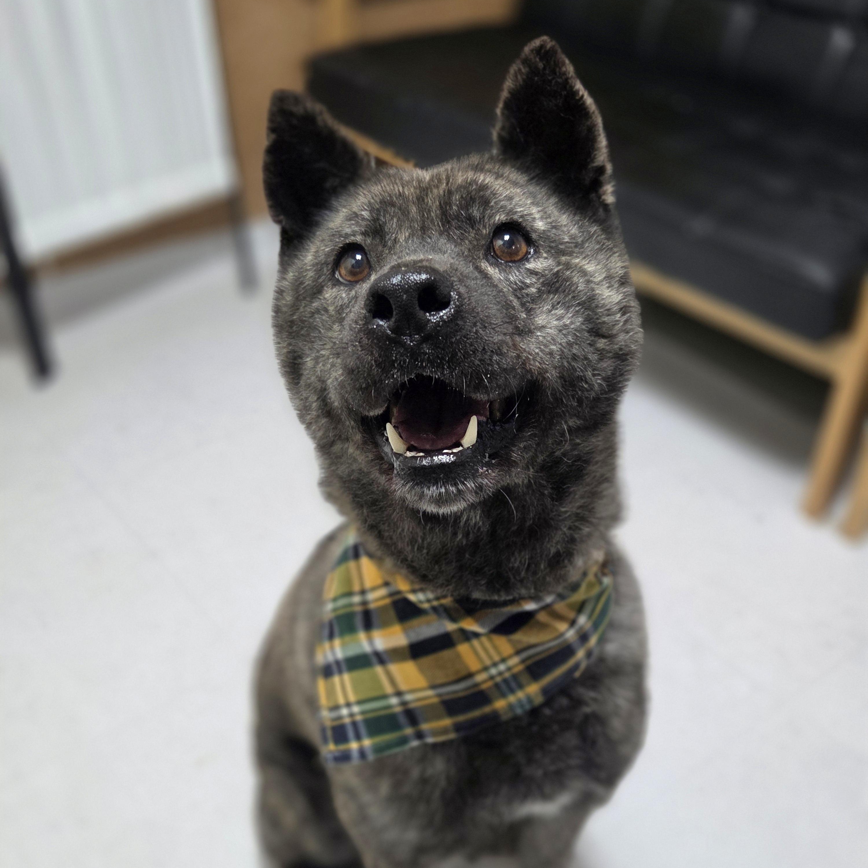 Enlarge Changhee, a Adoptable mixed breed in Duluth, GA image 4/5