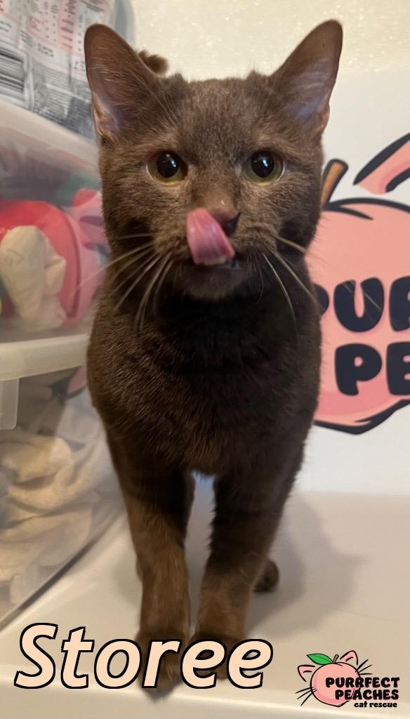 Storee, Adoptable, Young Female Havana.