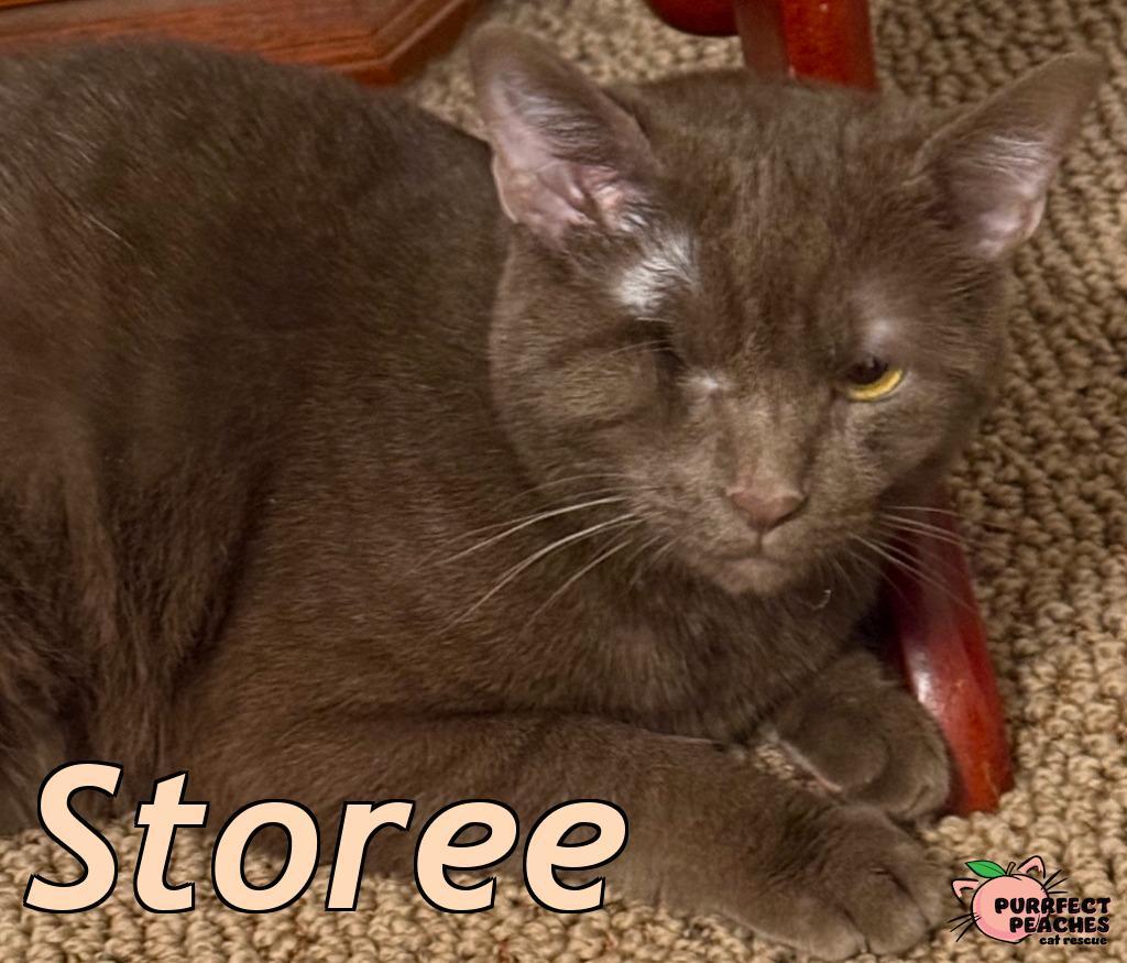 Enlarge Storee, a Adoptable Havana in Douglasville, GA image 2/2