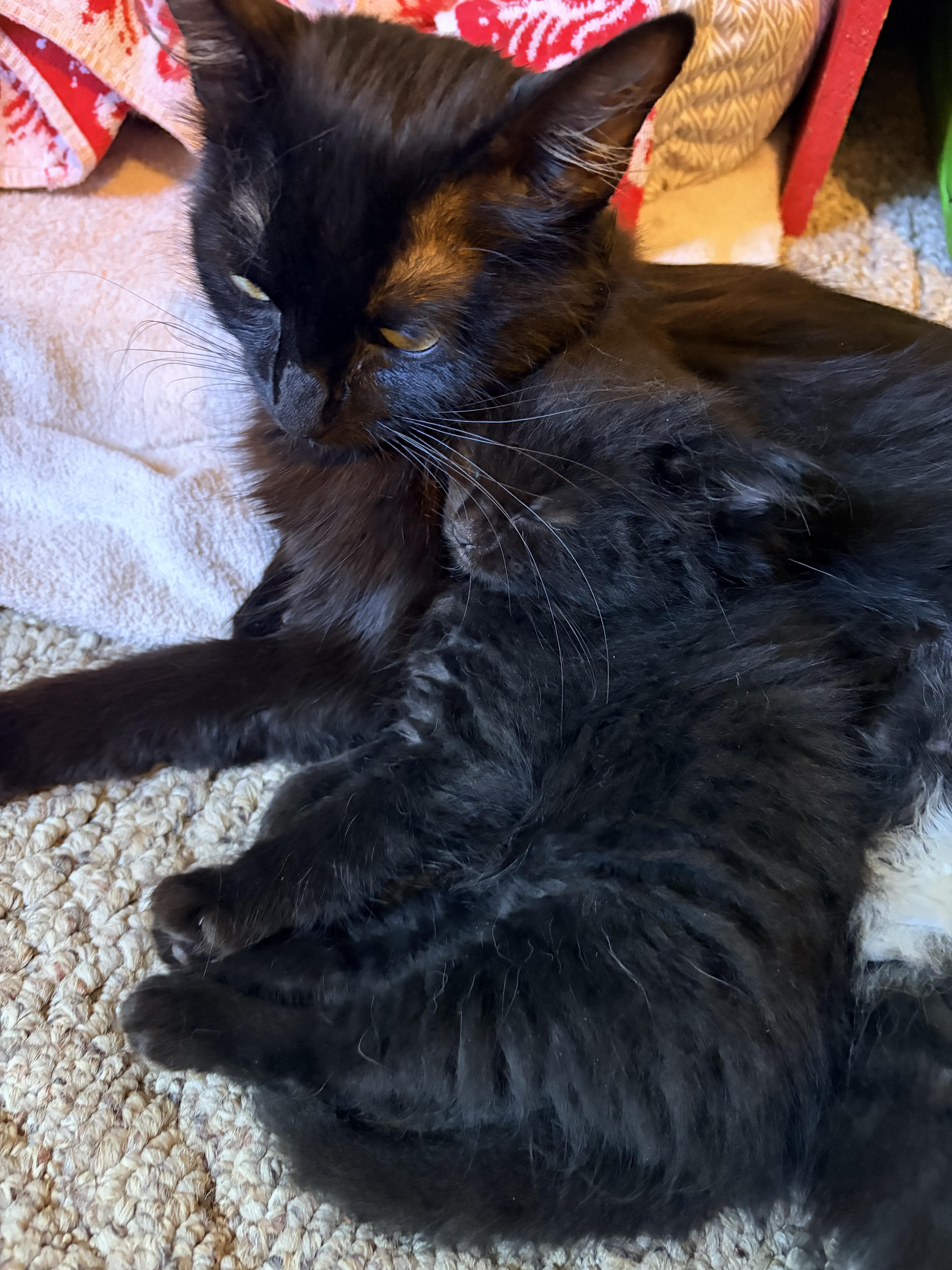 Elasta-girl, Adoptable, Adult Female Domestic Medium Hair.