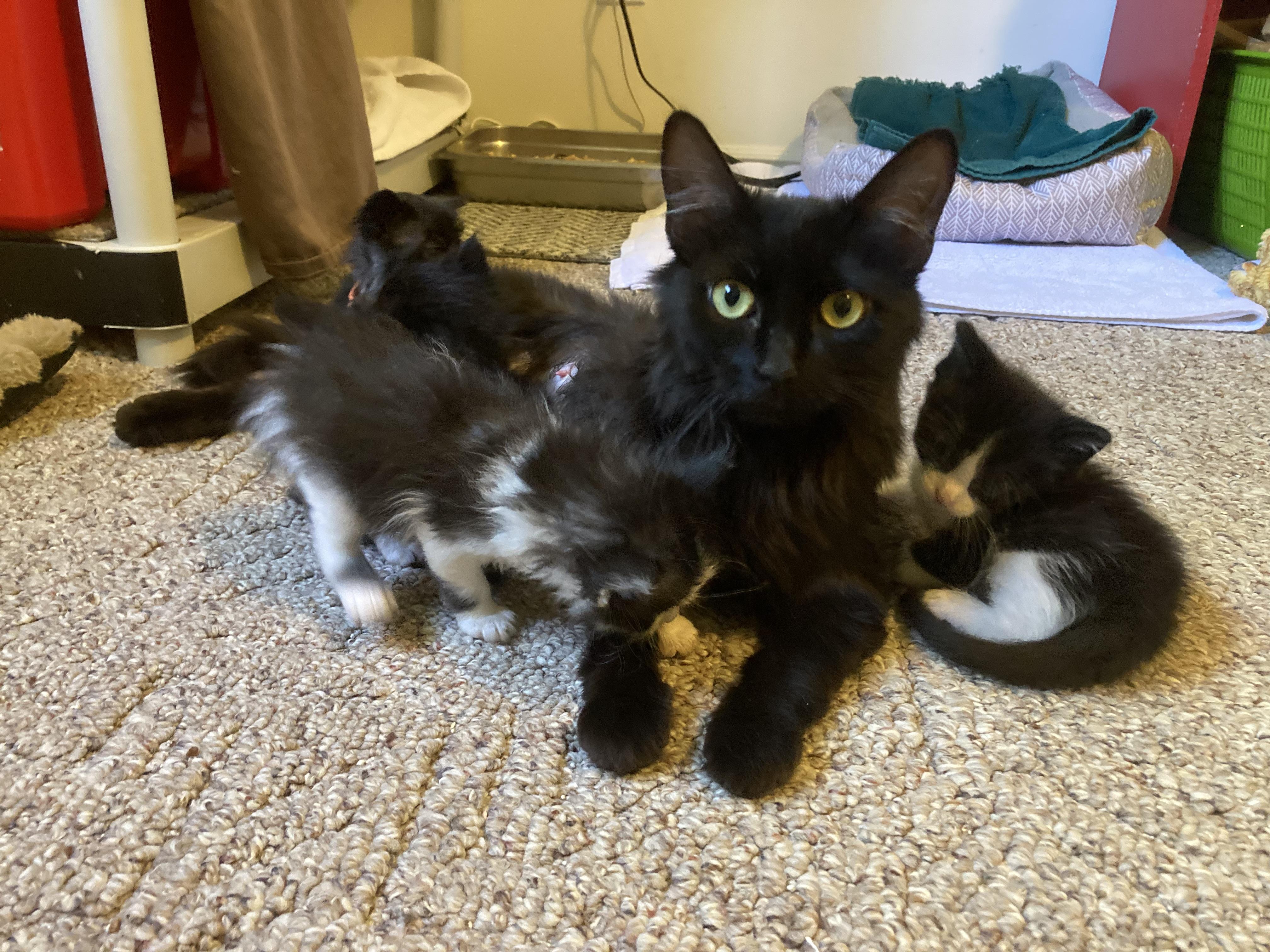 Elasta-girl, a Adoptable Domestic Medium Hair in Fruit Heights, UT image 2/6