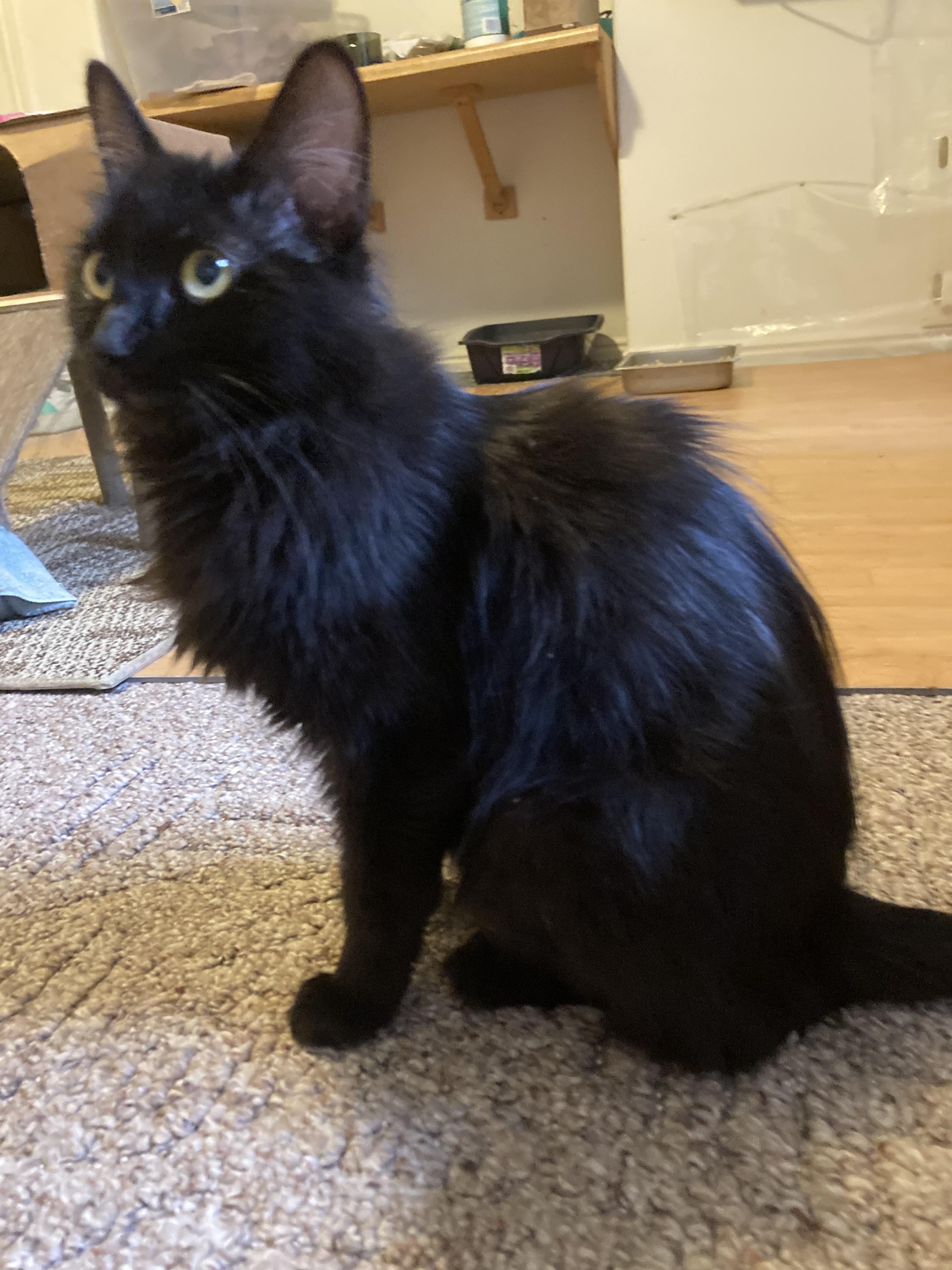 Elasta-girl, a Adoptable Domestic Medium Hair in Fruit Heights, UT image 3/6