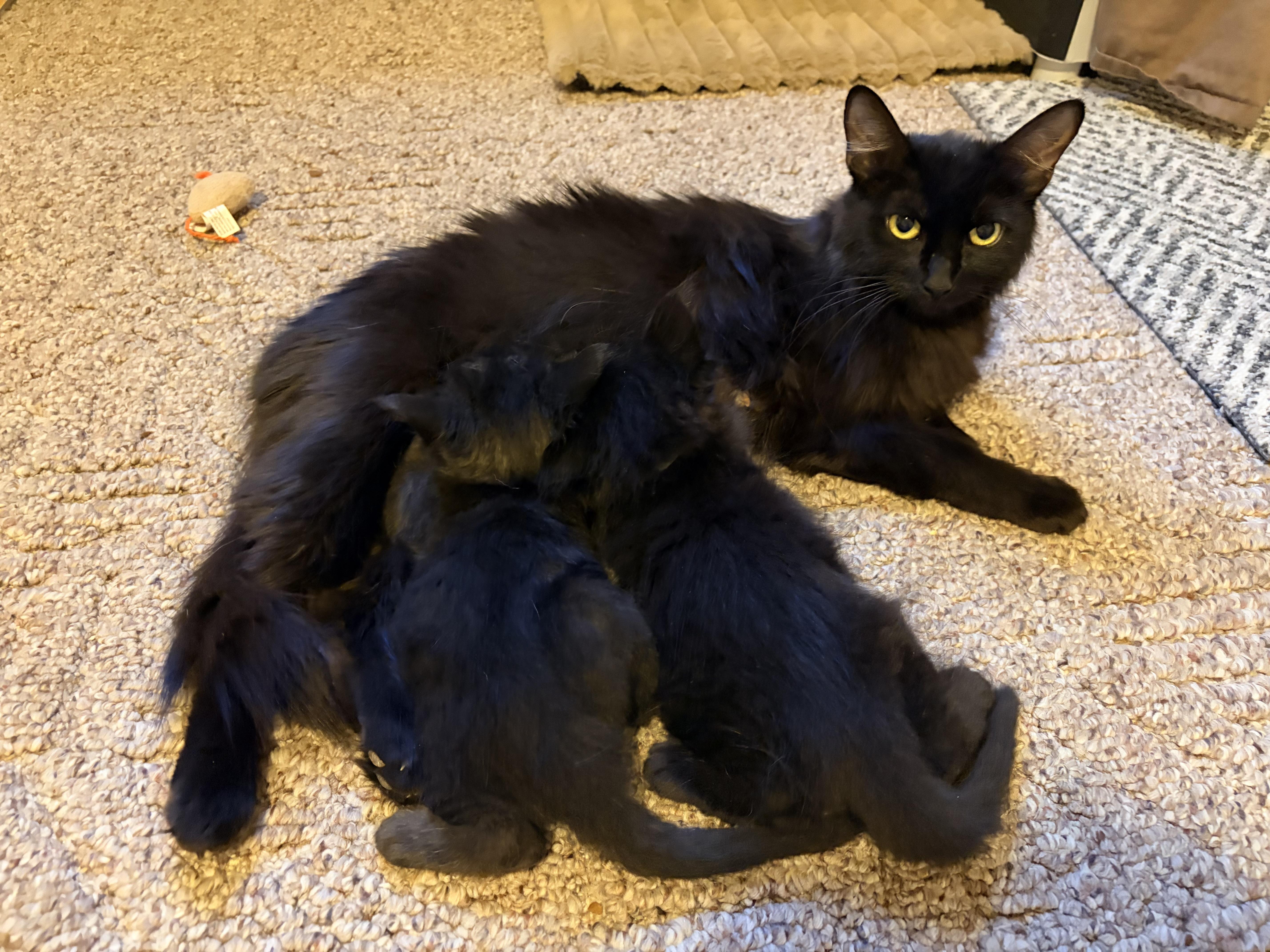 Elasta-girl, a Adoptable Domestic Medium Hair in Fruit Heights, UT image 4/6