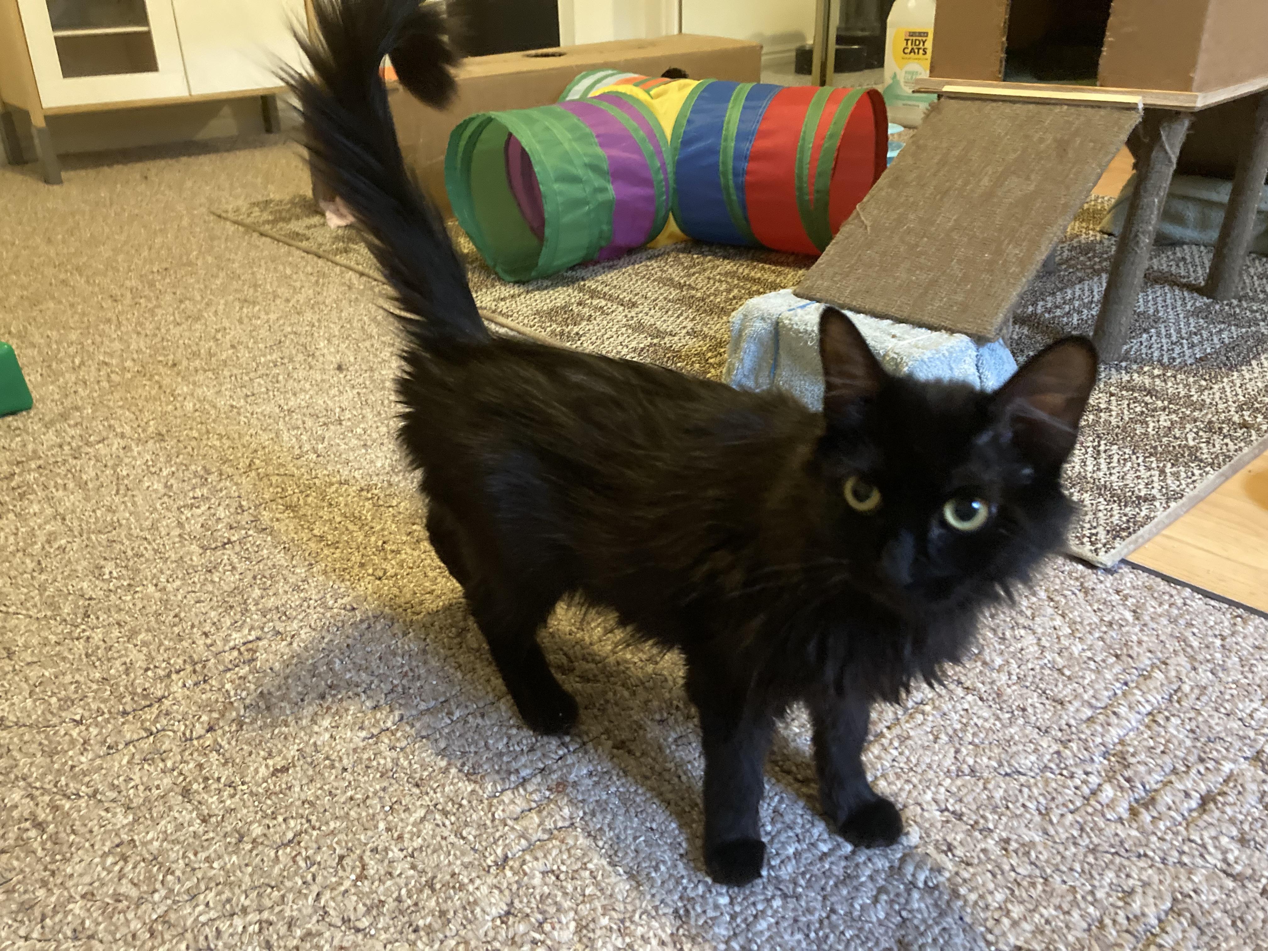 Elasta-girl, a Adoptable Domestic Medium Hair in Fruit Heights, UT image 5/6