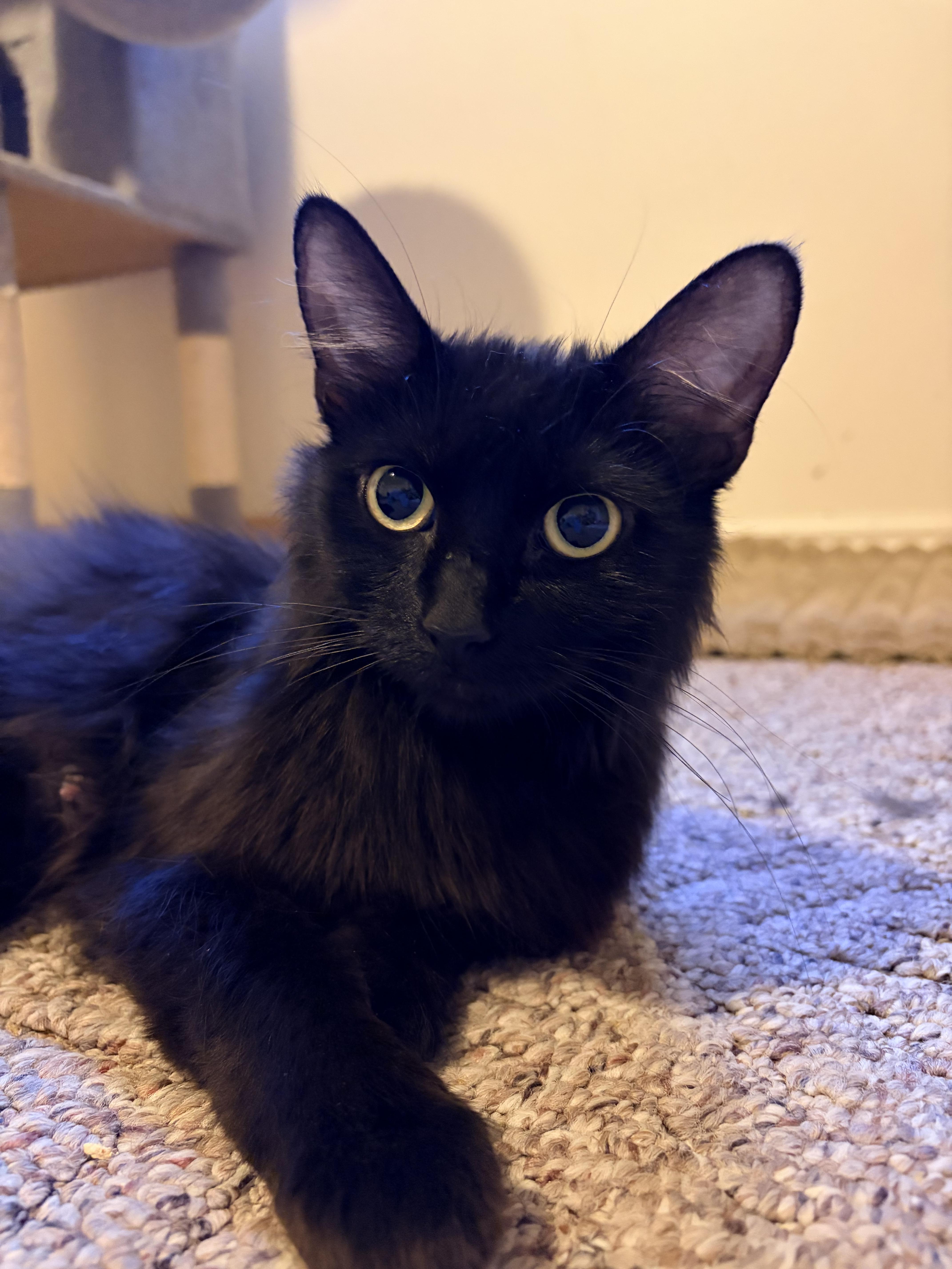 Elasta-girl, a Adoptable Domestic Medium Hair in Fruit Heights, UT image 6/6