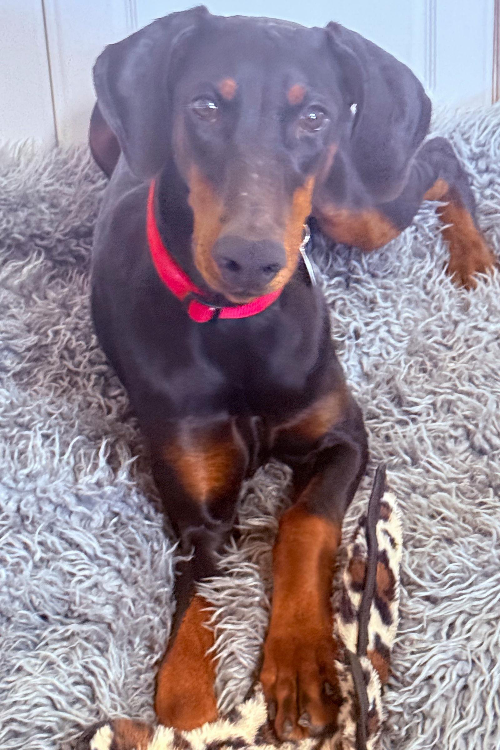 Rosie 3508, a Adoptable Doberman Pinscher in Oakland Park, FL image 1/3
