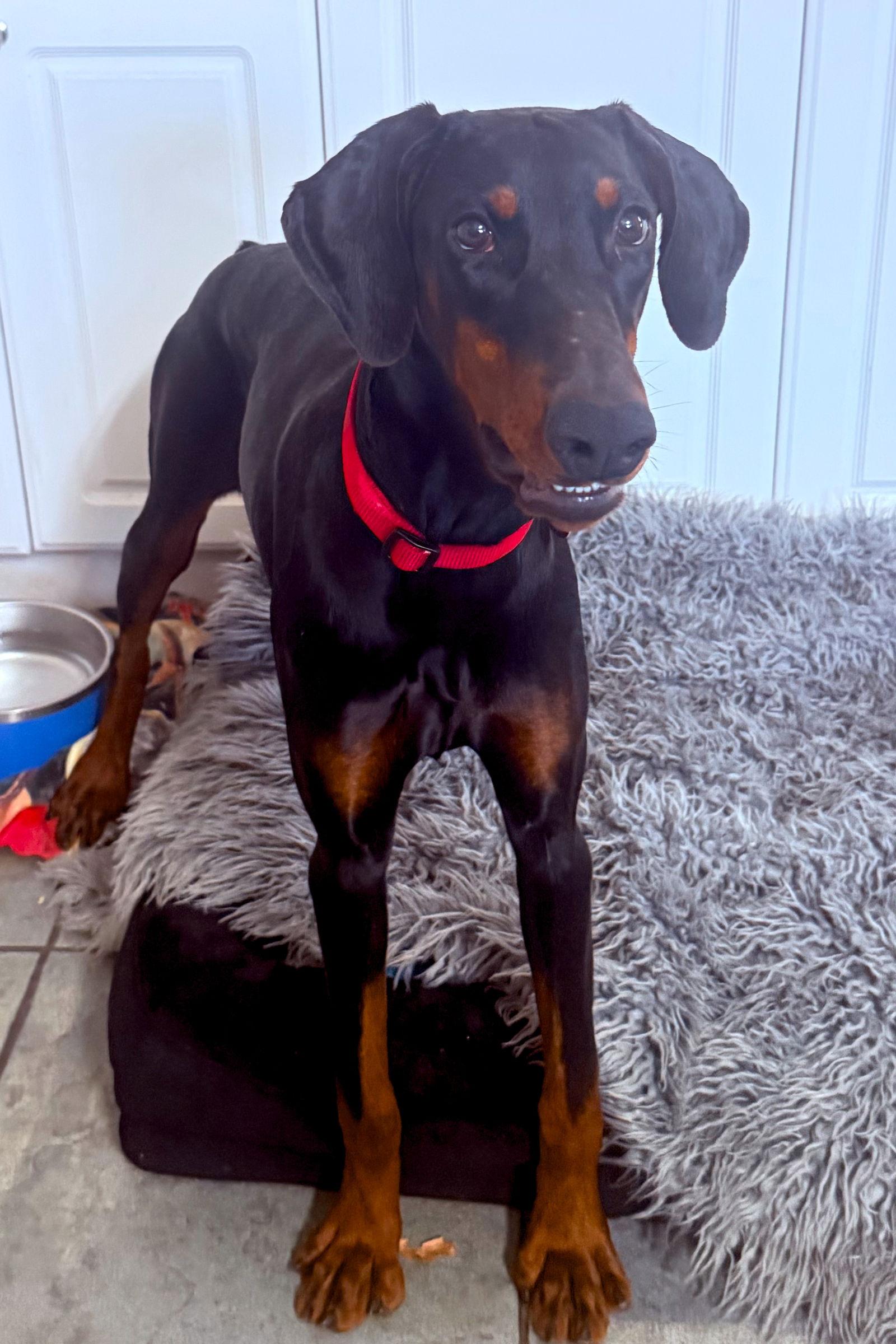 Rosie 3508, a Adoptable Doberman Pinscher in Oakland Park, FL image 2/3