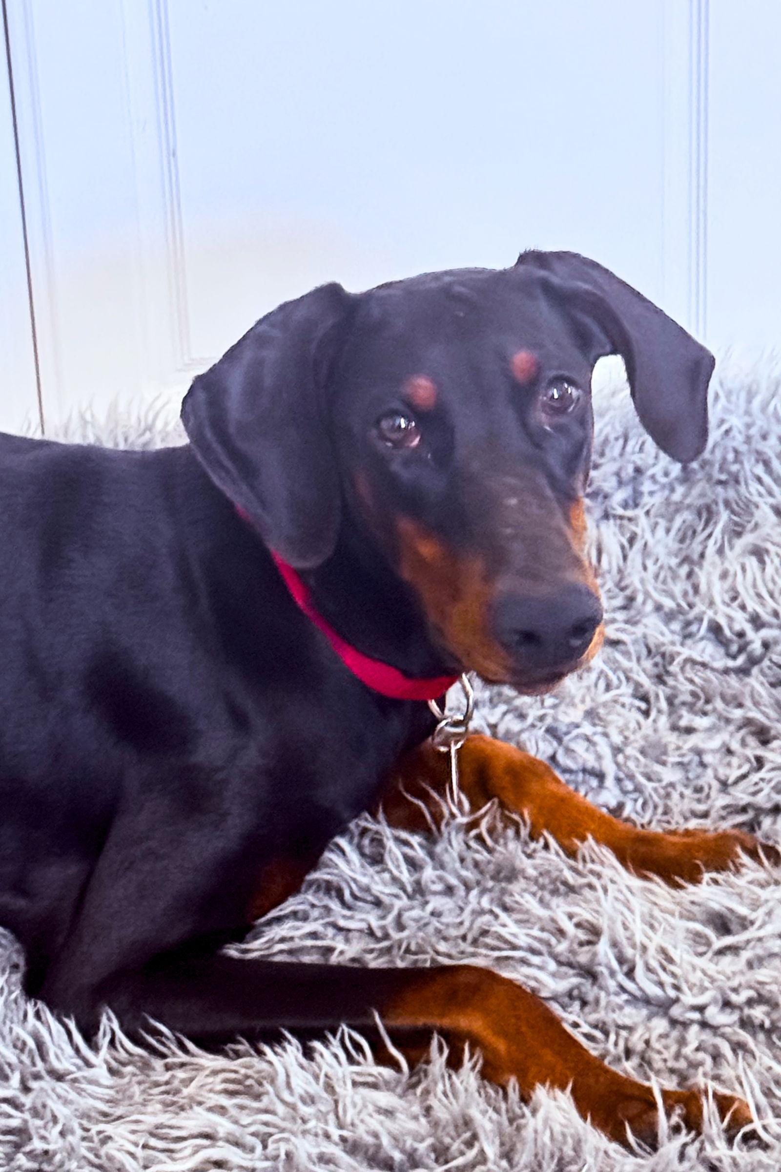 Rosie 3508, a Adoptable Doberman Pinscher in Oakland Park, FL image 3/3