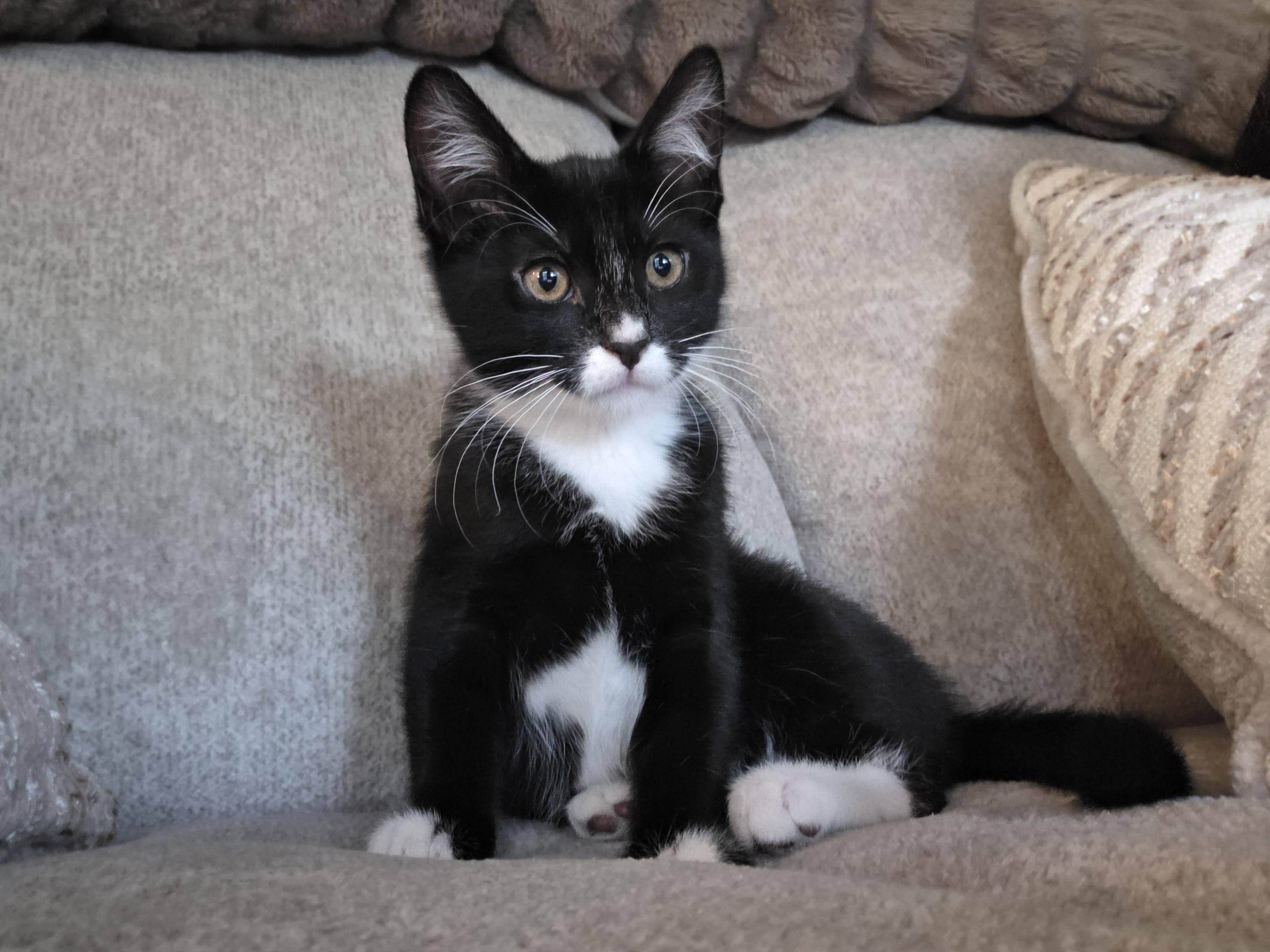 Athena, Adoptable, Young Female Domestic Medium Hair.
