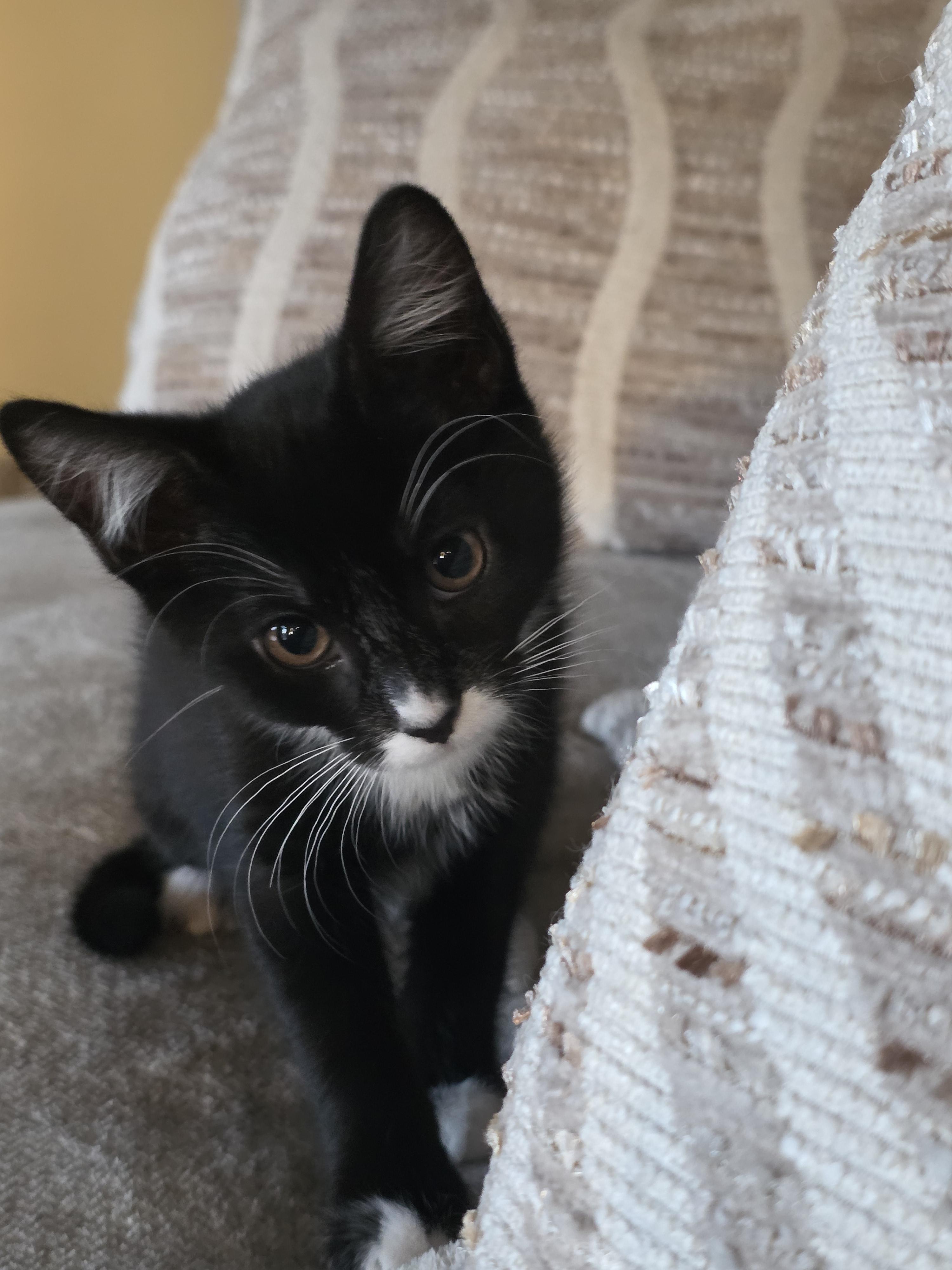 Athena, a Adoptable Domestic Medium Hair in Kennewick, WA image 2/6