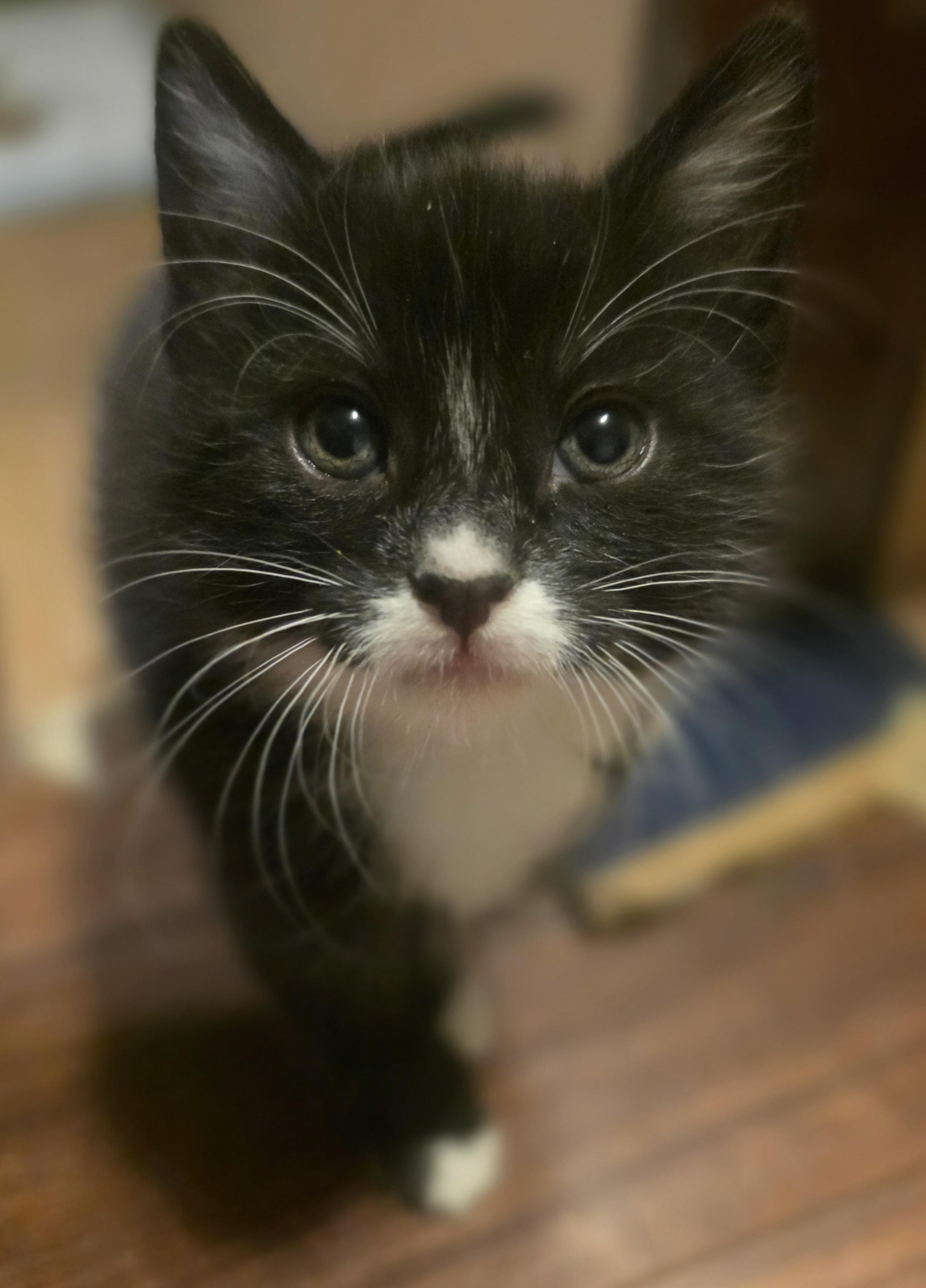 Athena, a Adoptable Domestic Medium Hair in Kennewick, WA image 3/6