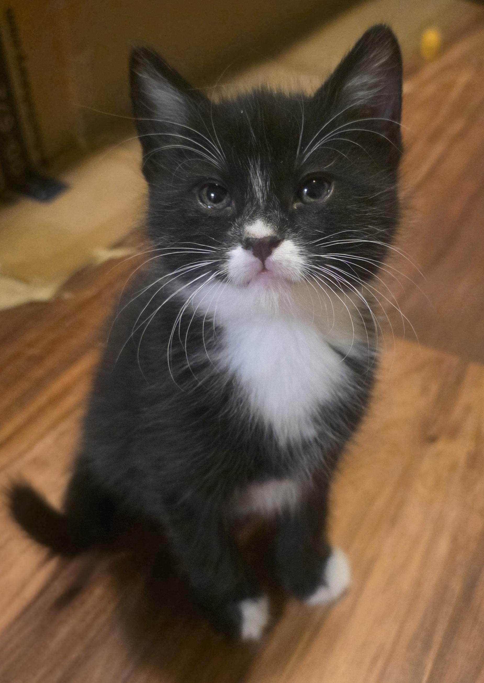 Athena, a Adoptable Domestic Medium Hair in Kennewick, WA image 4/6