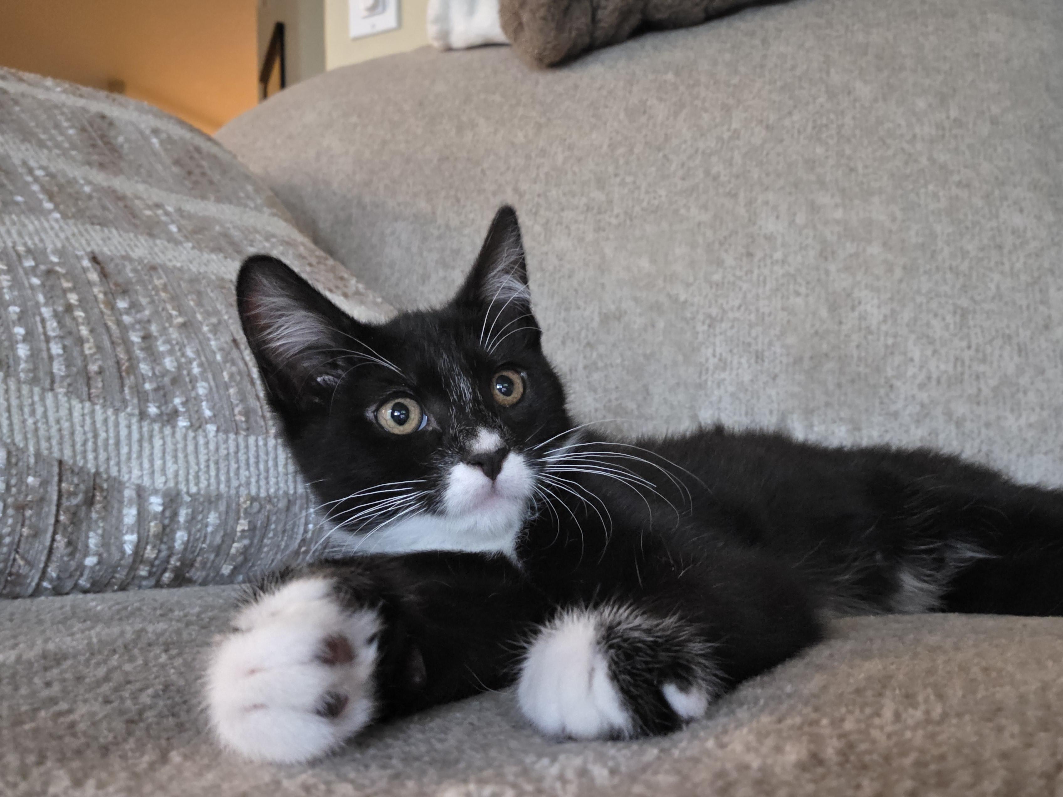 Athena, a Adoptable Domestic Medium Hair in Kennewick, WA image 5/6