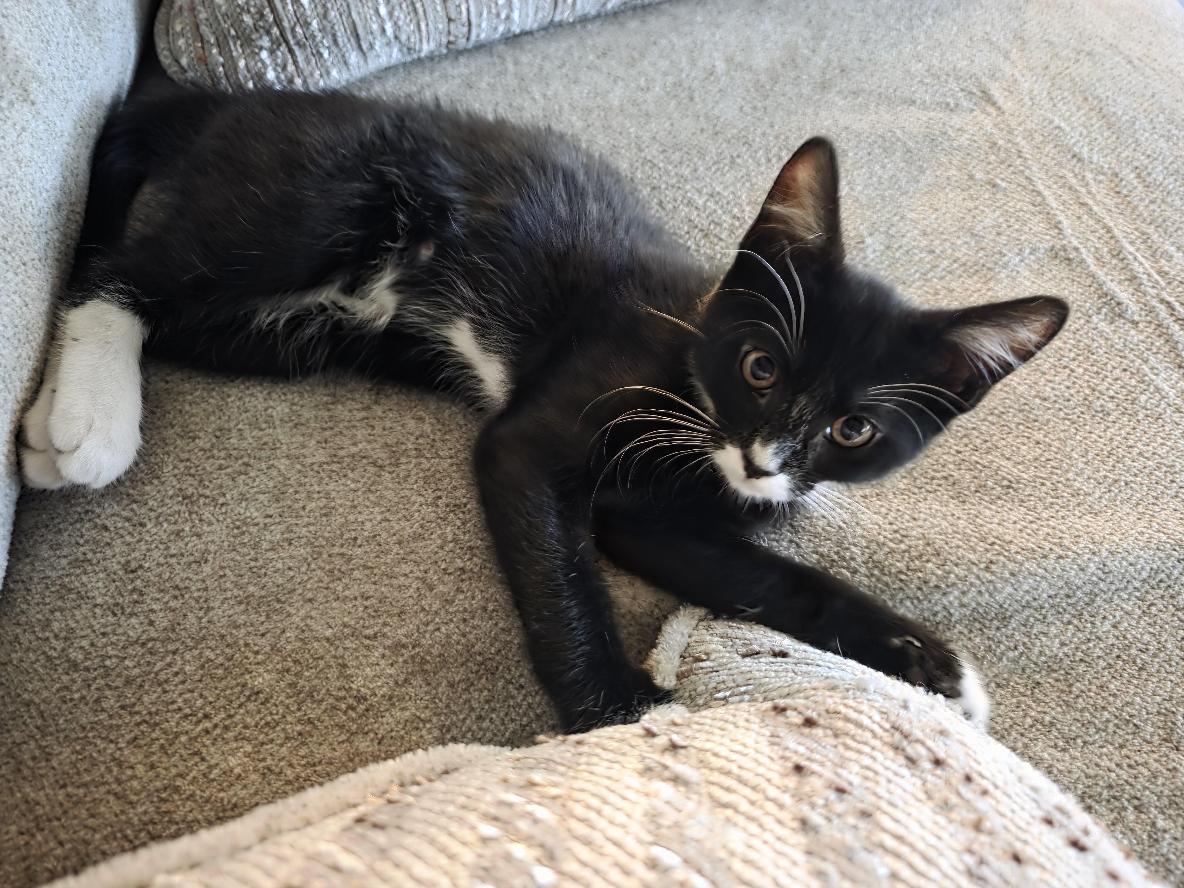 Athena, a Adoptable Domestic Medium Hair in Kennewick, WA image 6/6