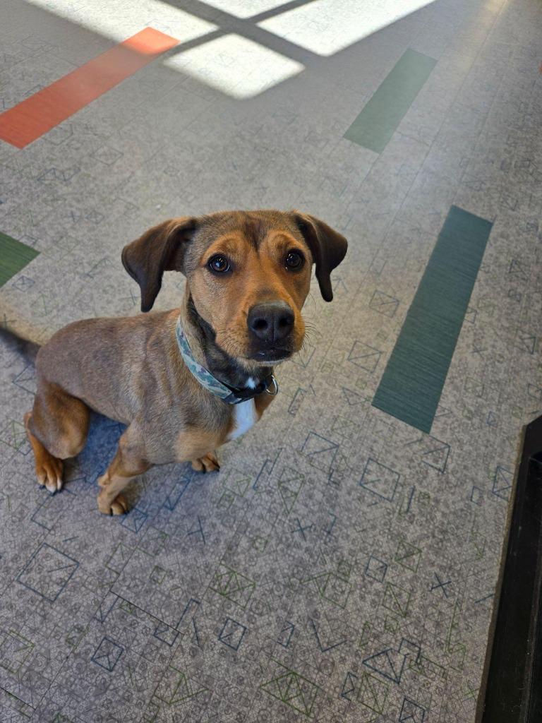Springfield, Adoptable, Adult Female Plott Hound & Black Mouth Cur.