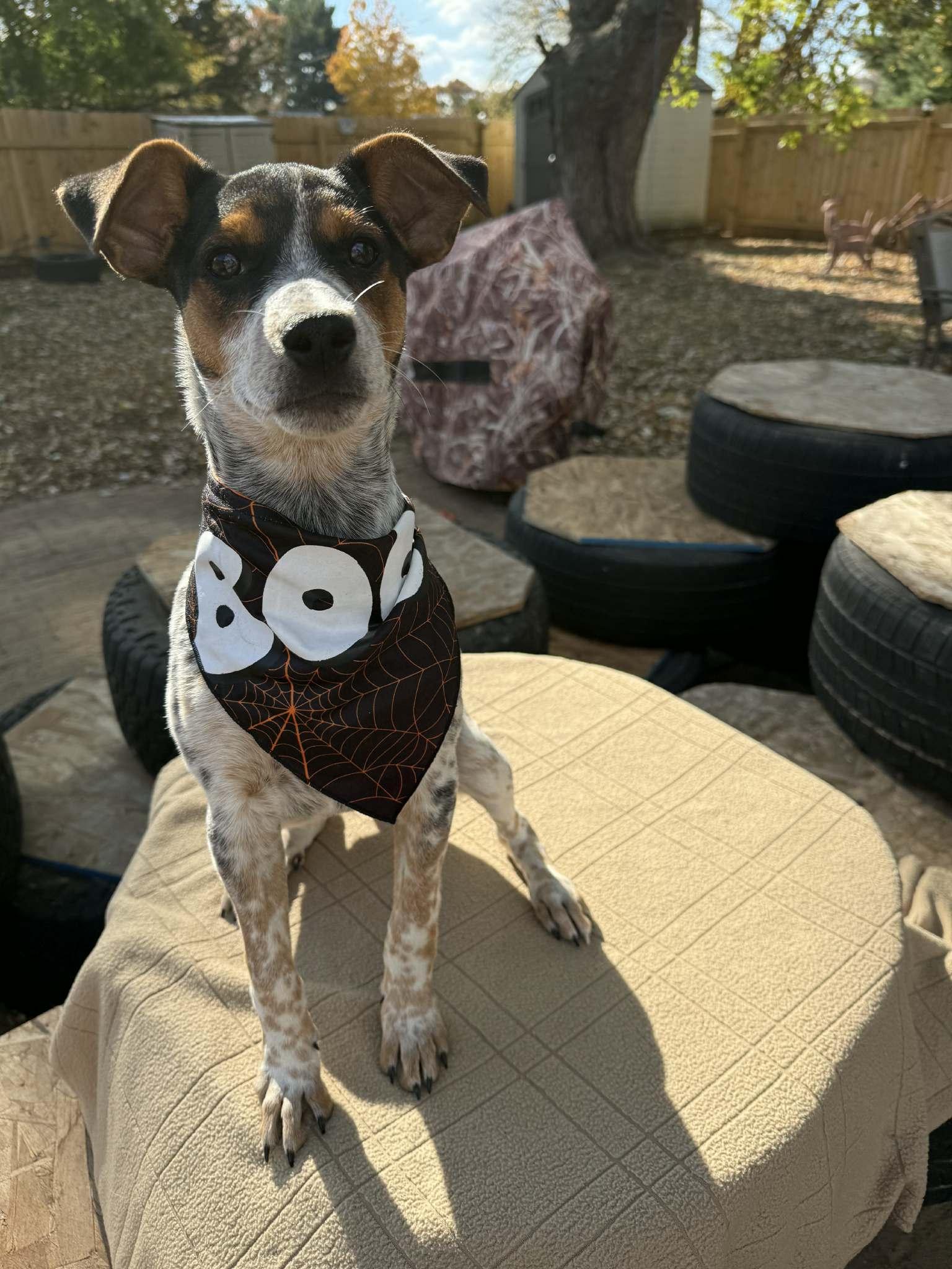 Enlarge Jimmy SWEETEST BOY!, a Adoptable mixed breed in North Freedom, WI image 1/6